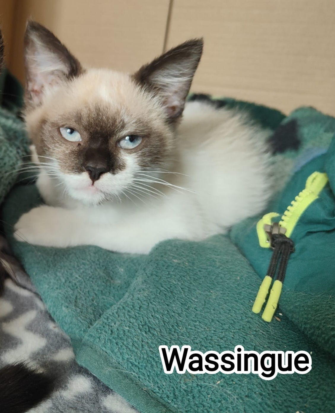 WASSINGUE