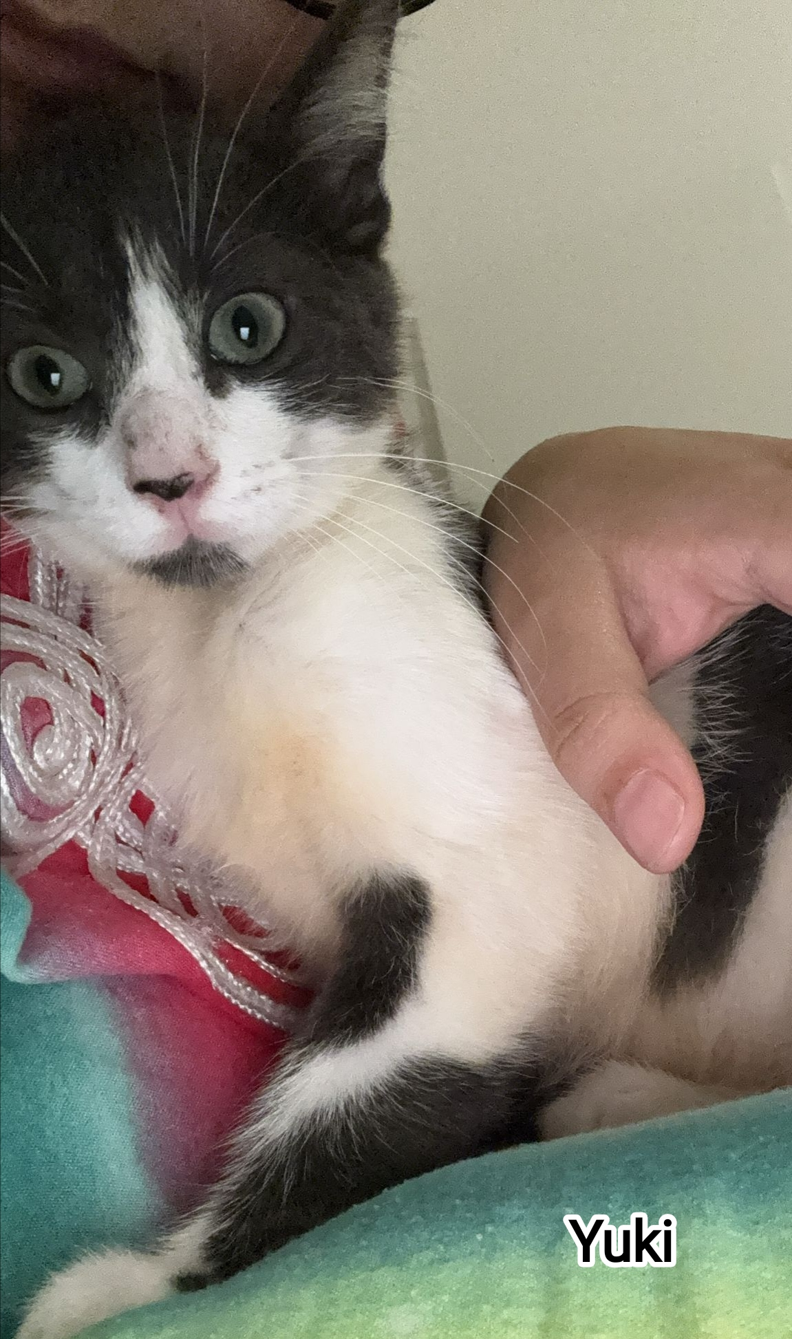 YUKI