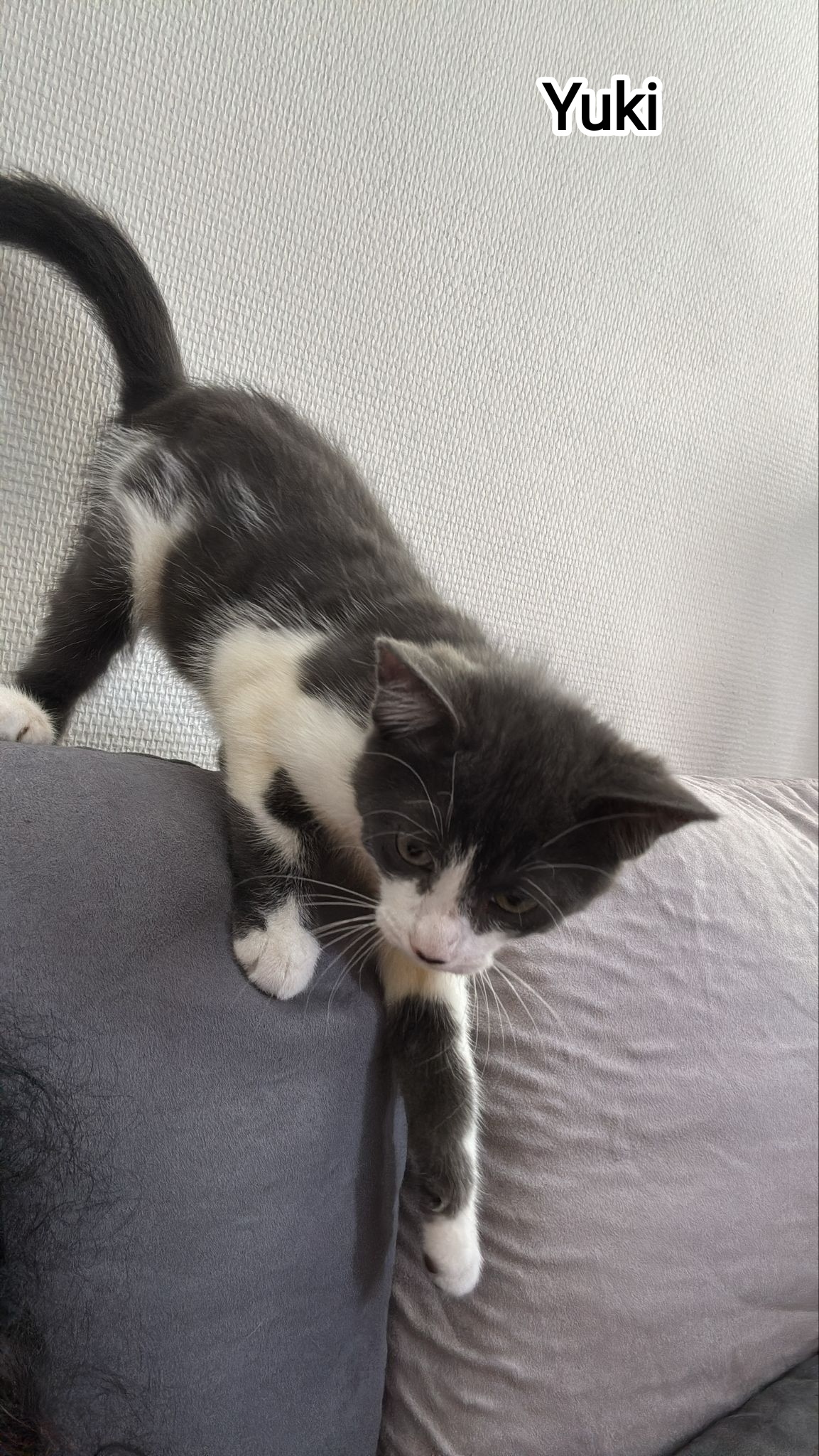 YUKI