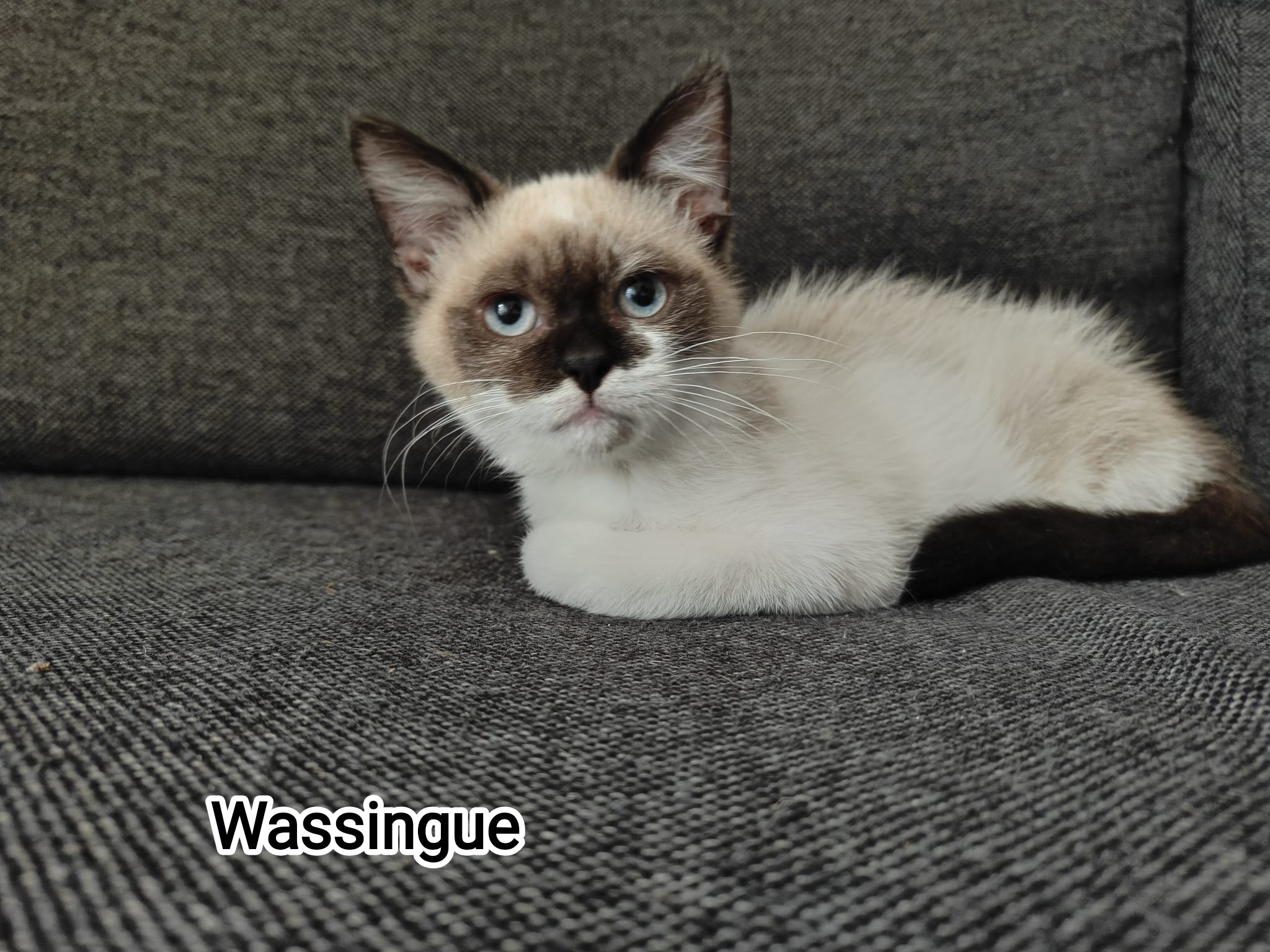 WASSINGUE