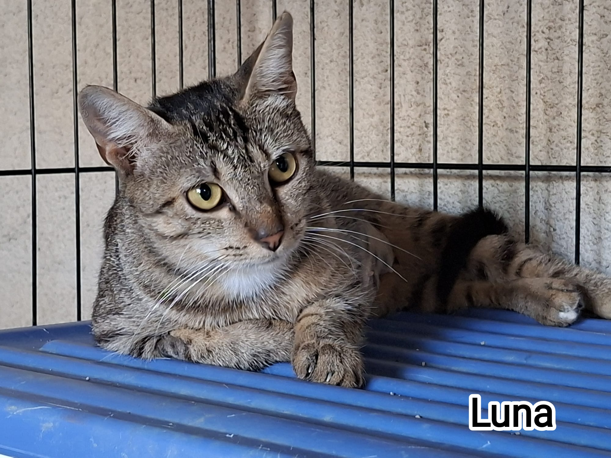 LUNA