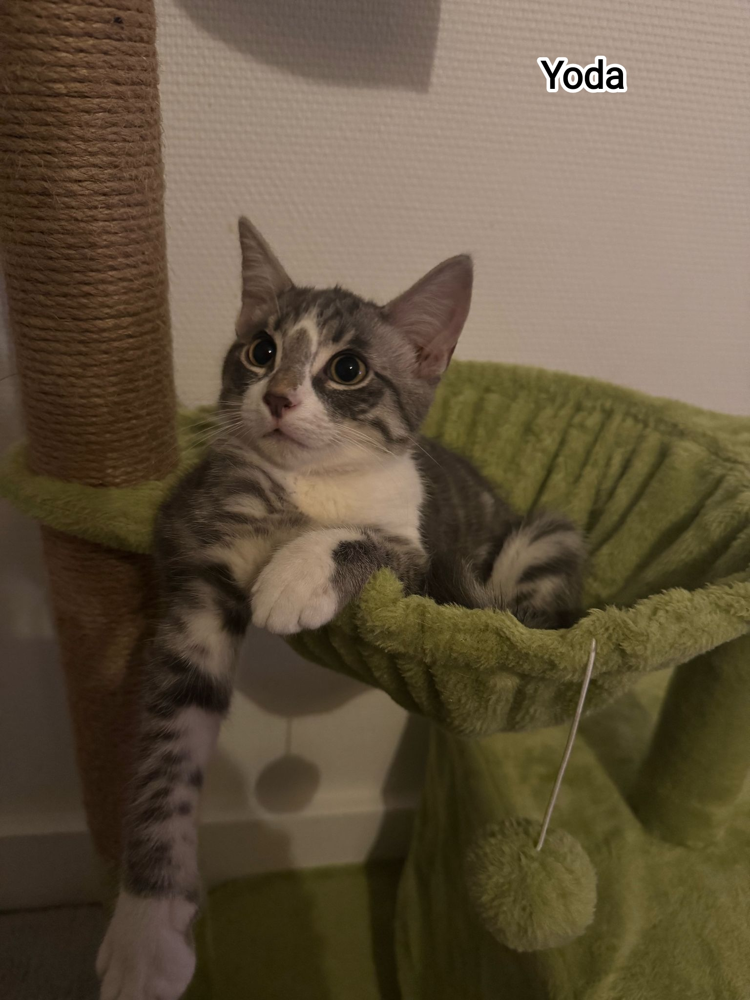 YODA