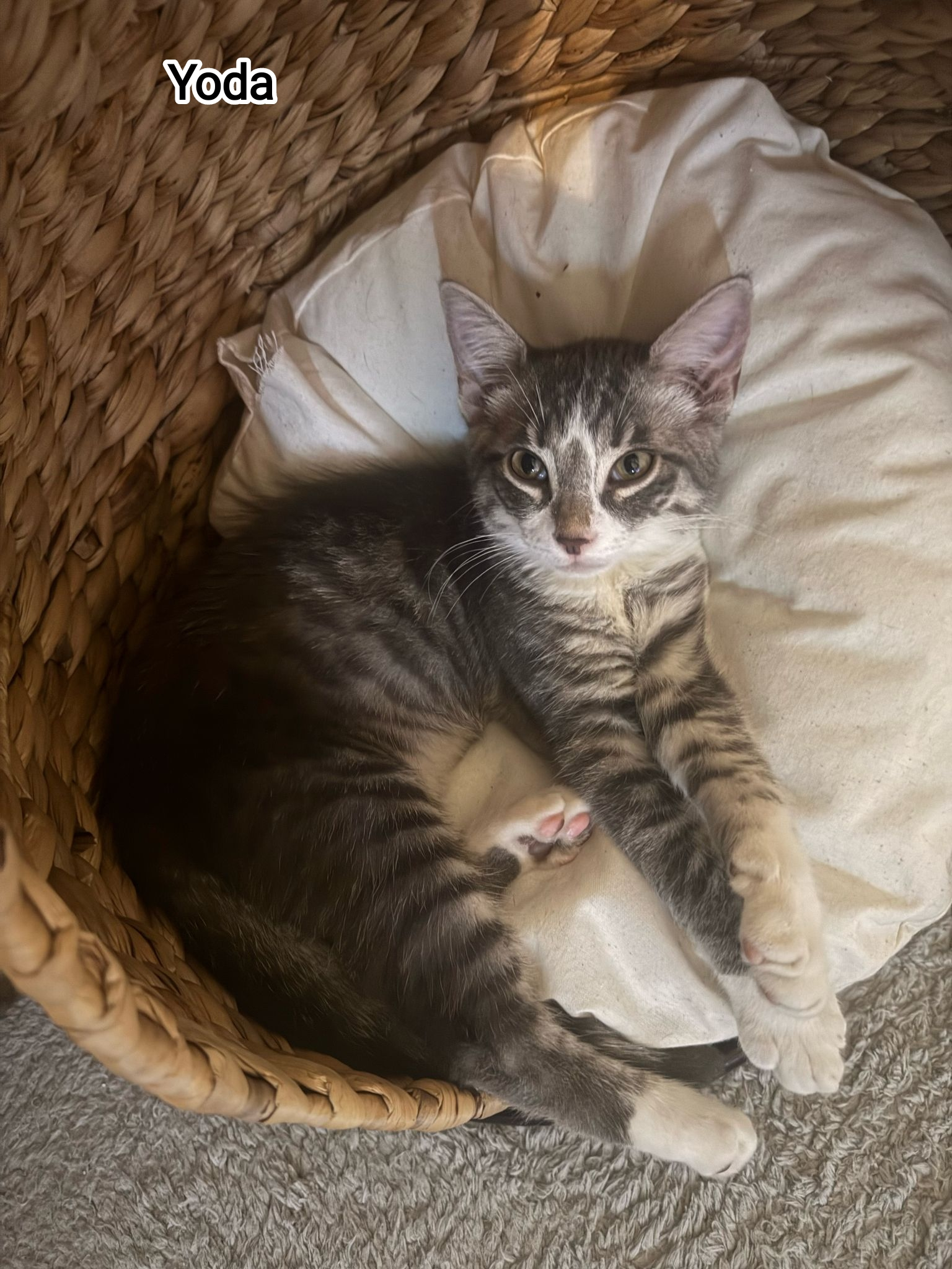 YODA