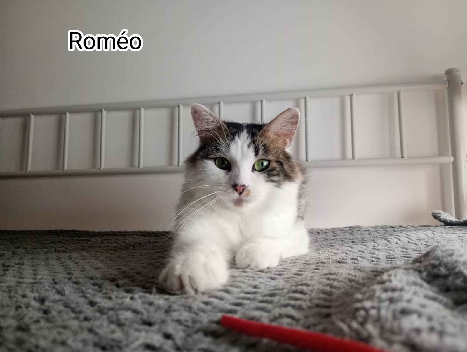 ROMEO