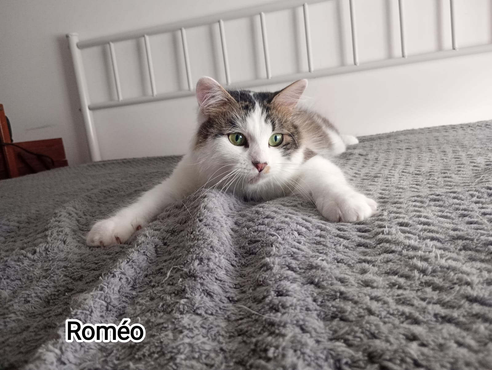 ROMEO