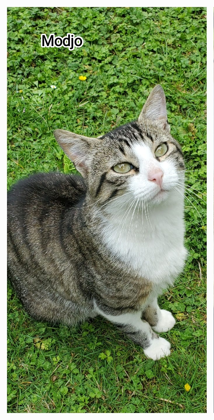 MODJO