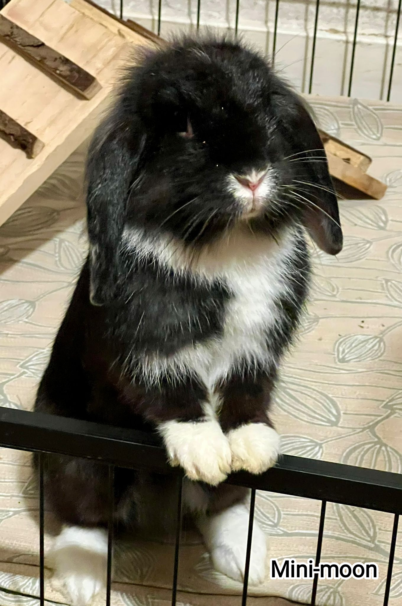 MINI MOON