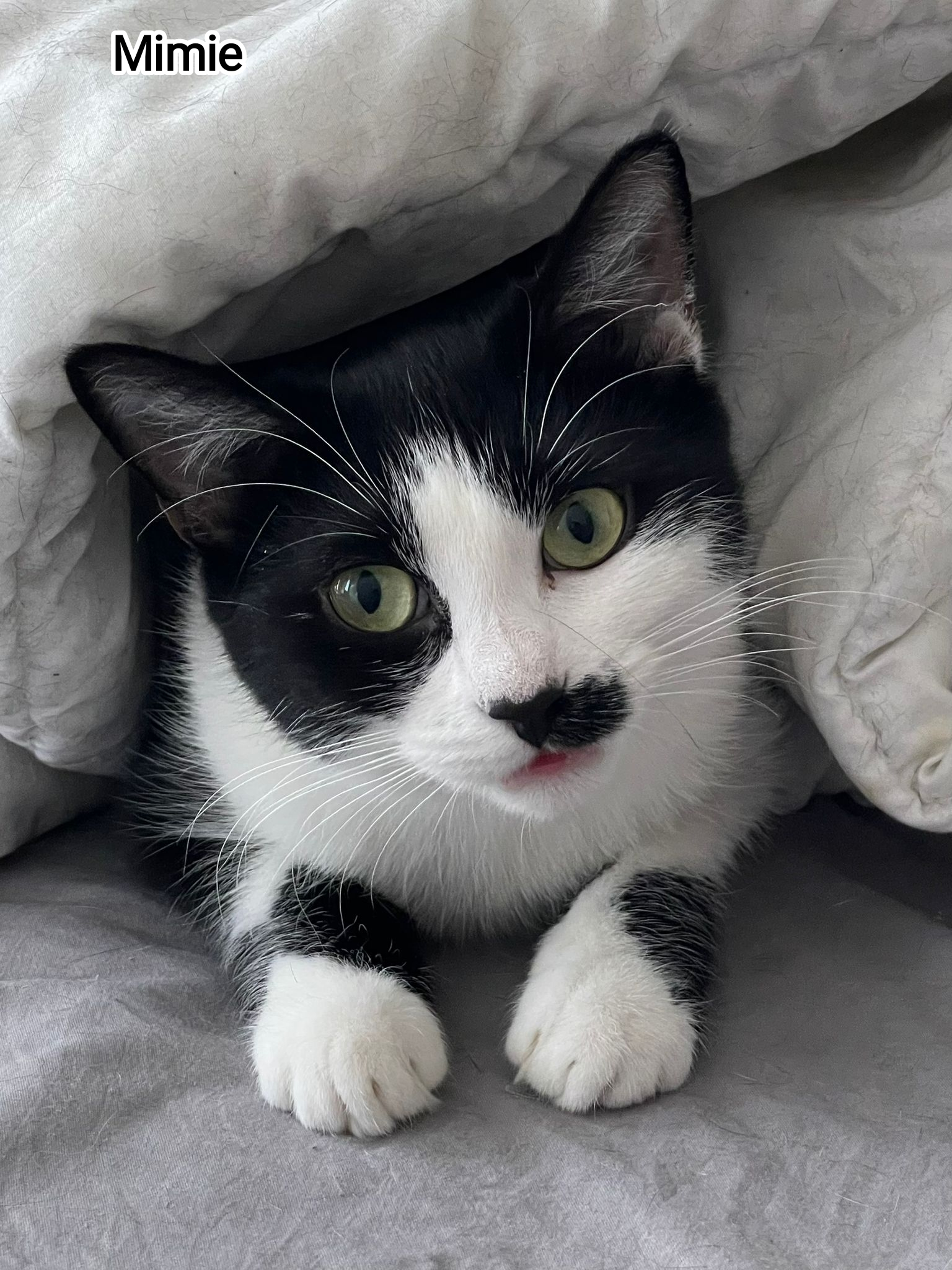 MIMIE
