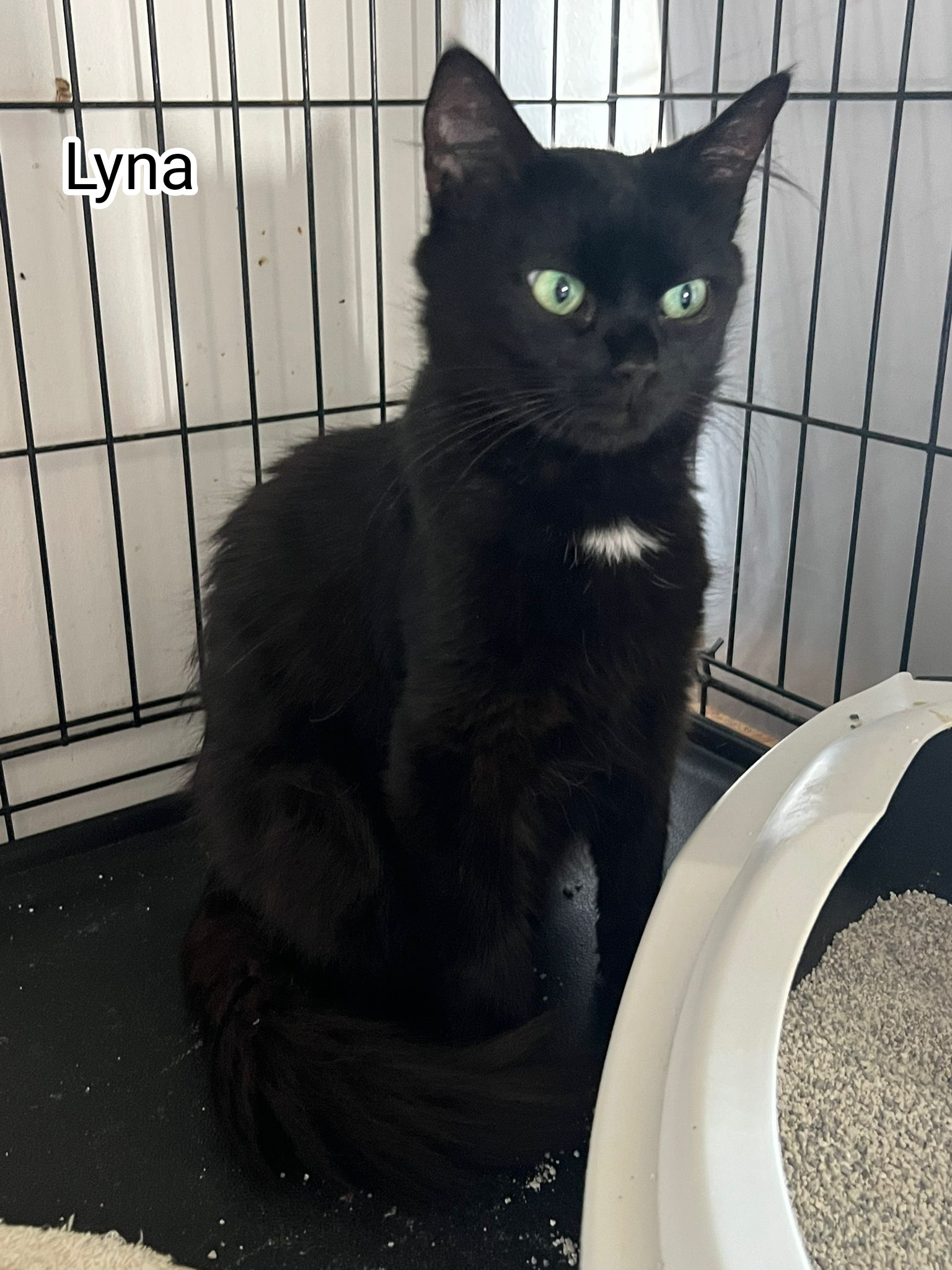 LYNA