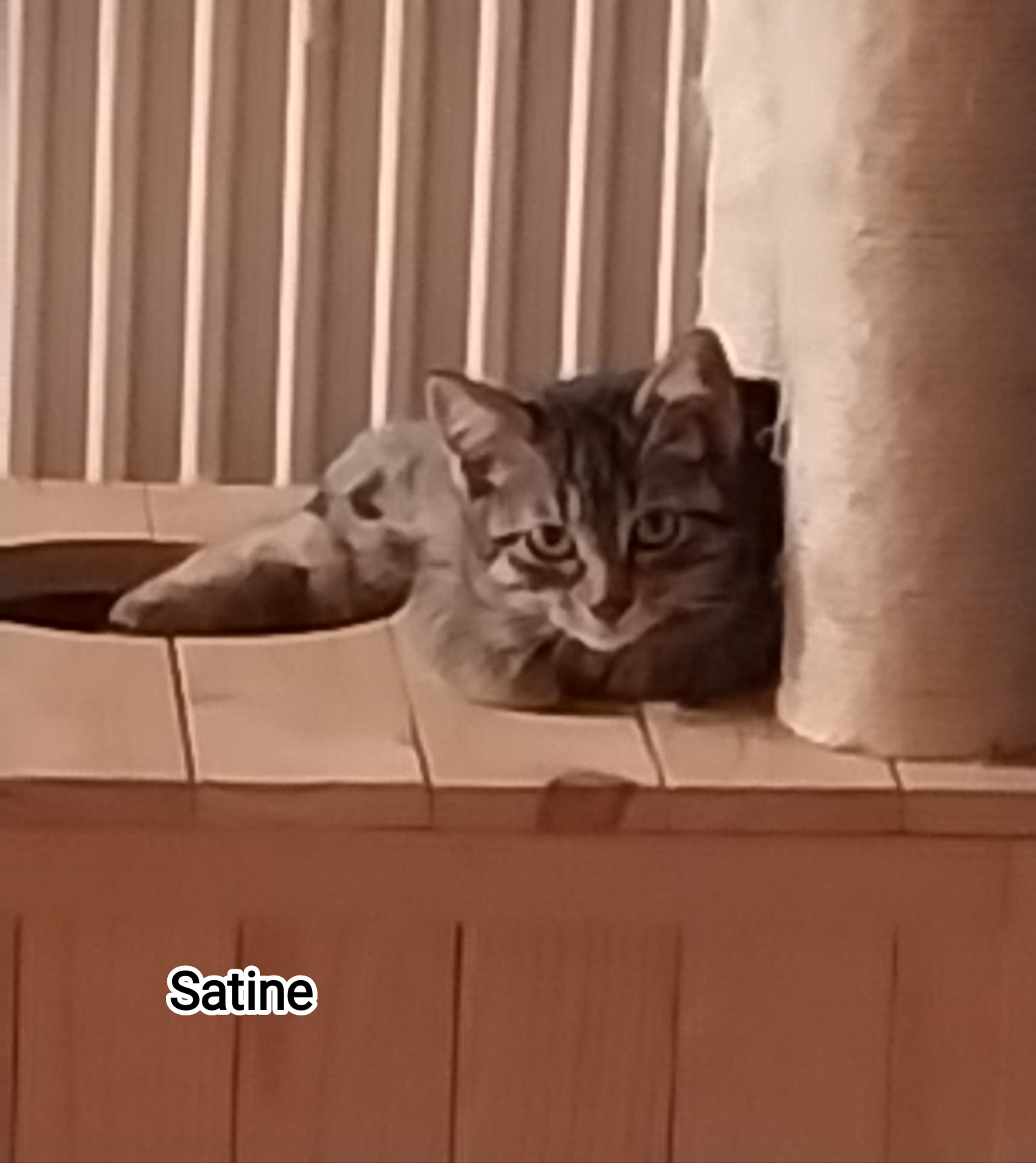 SATINE