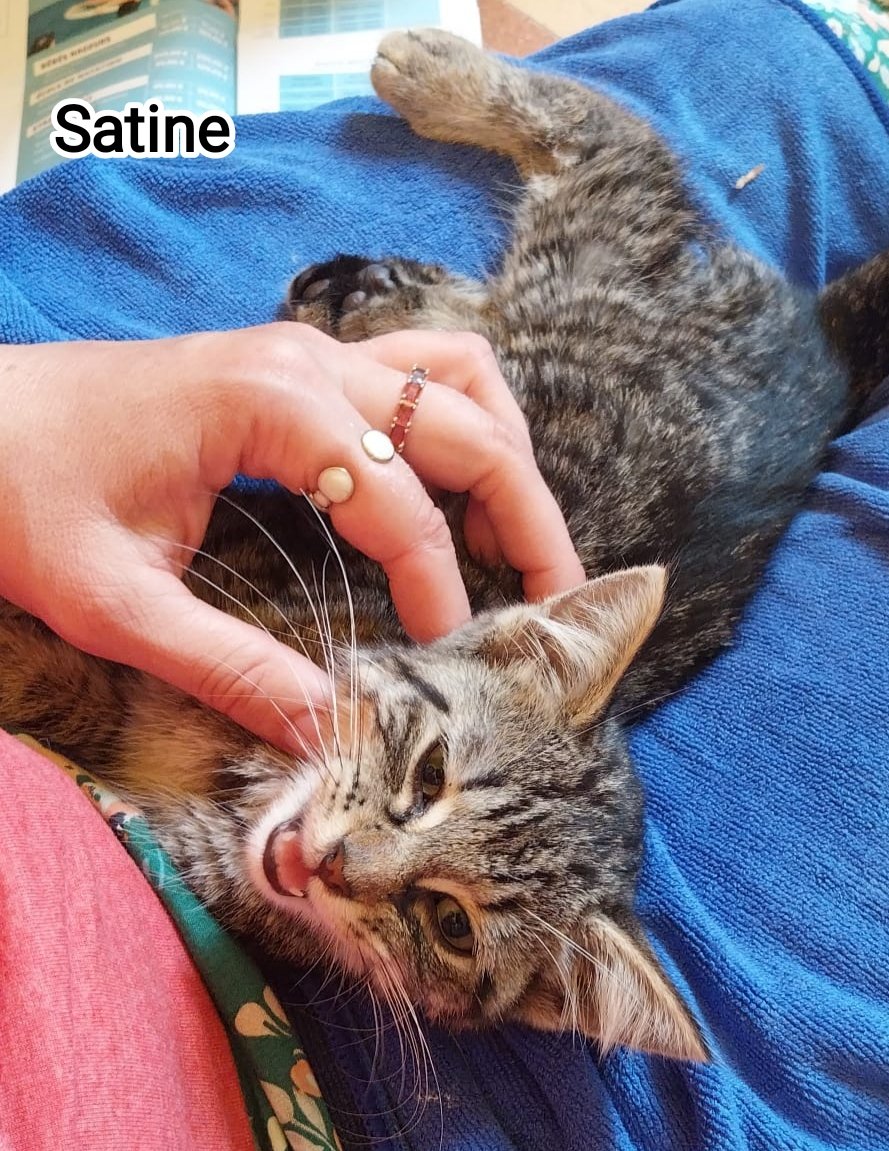 SATINE
