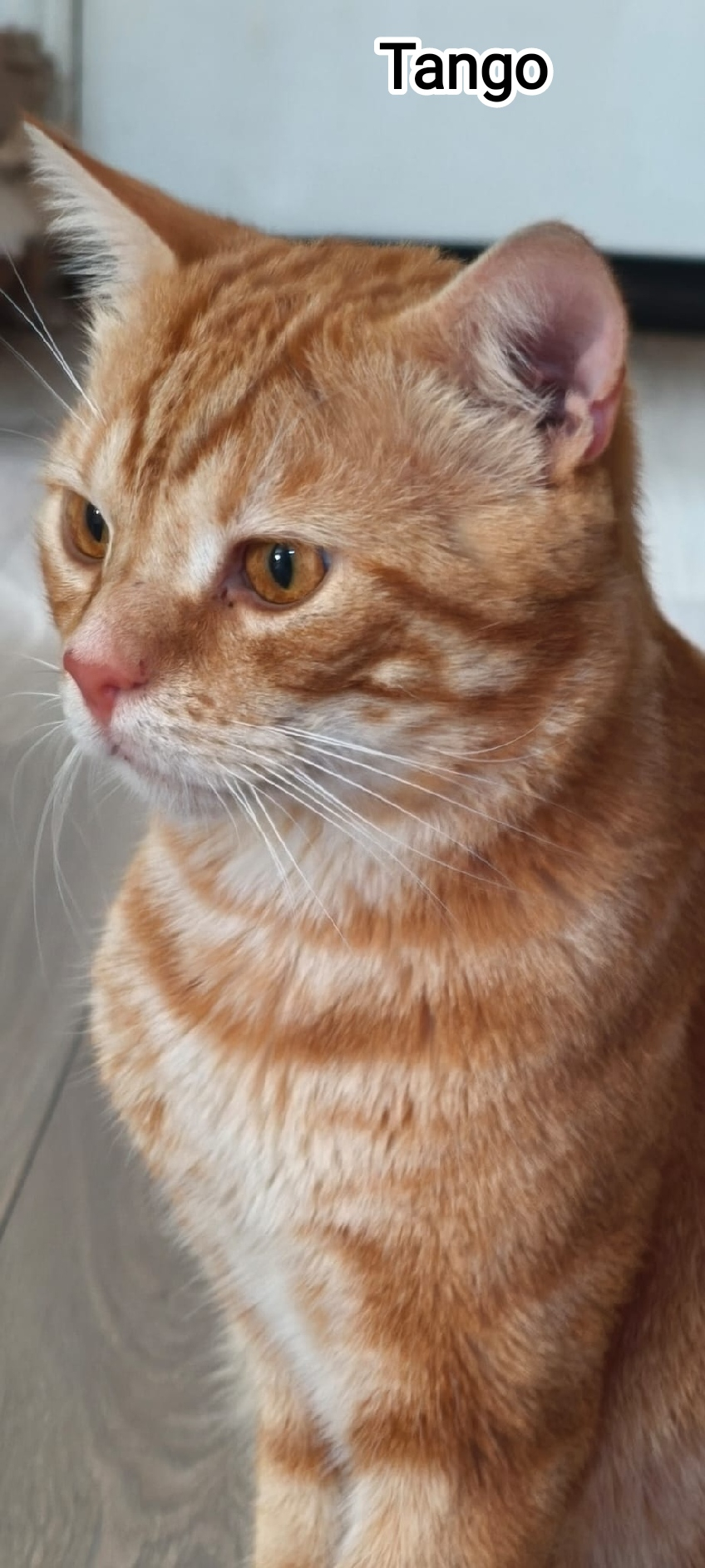TANGO