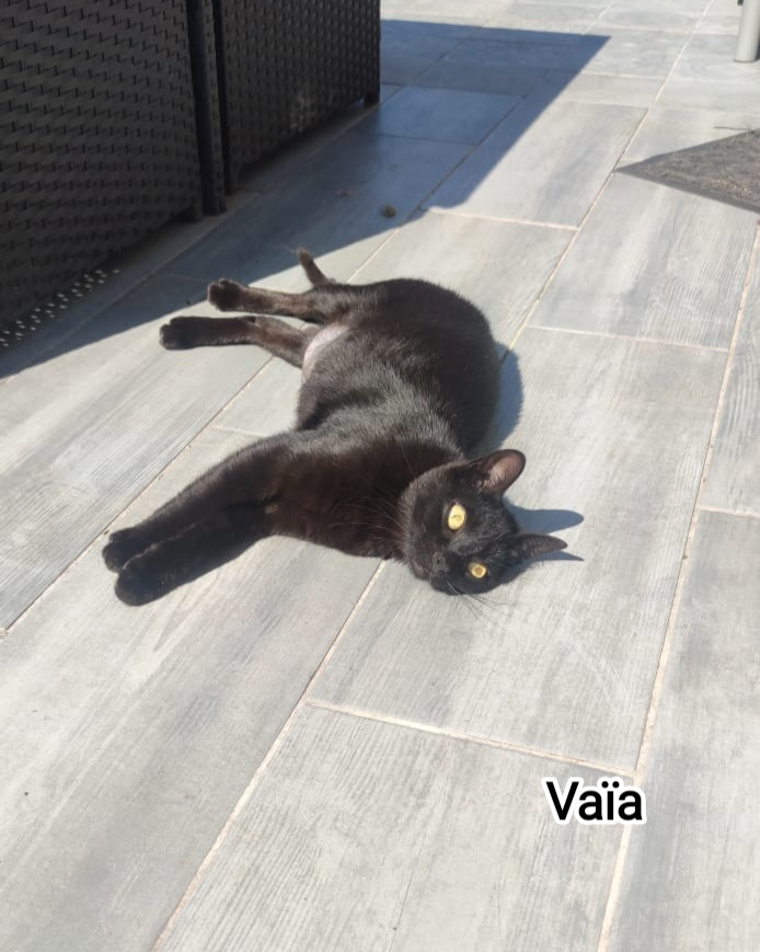 VAIA