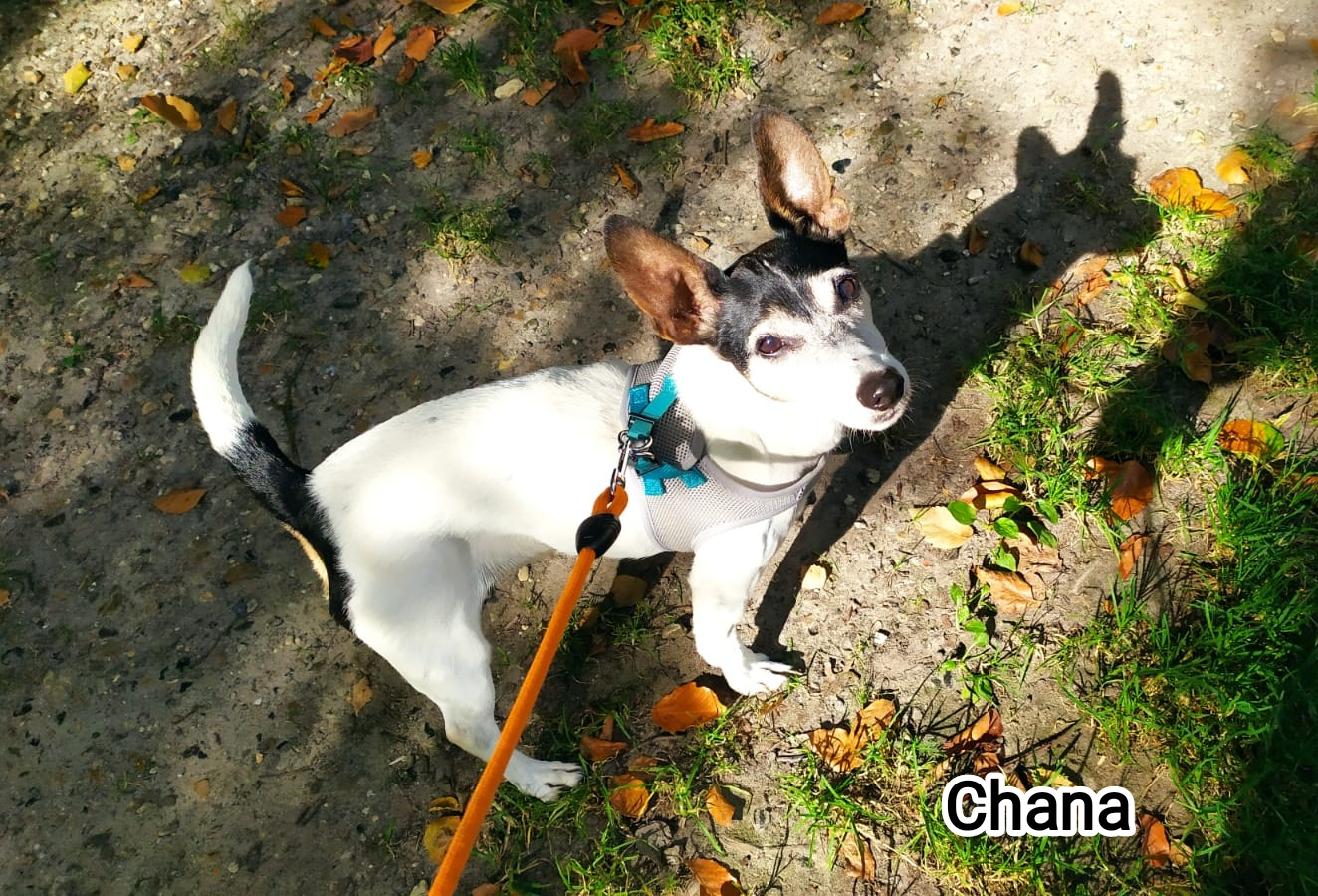 CHANA