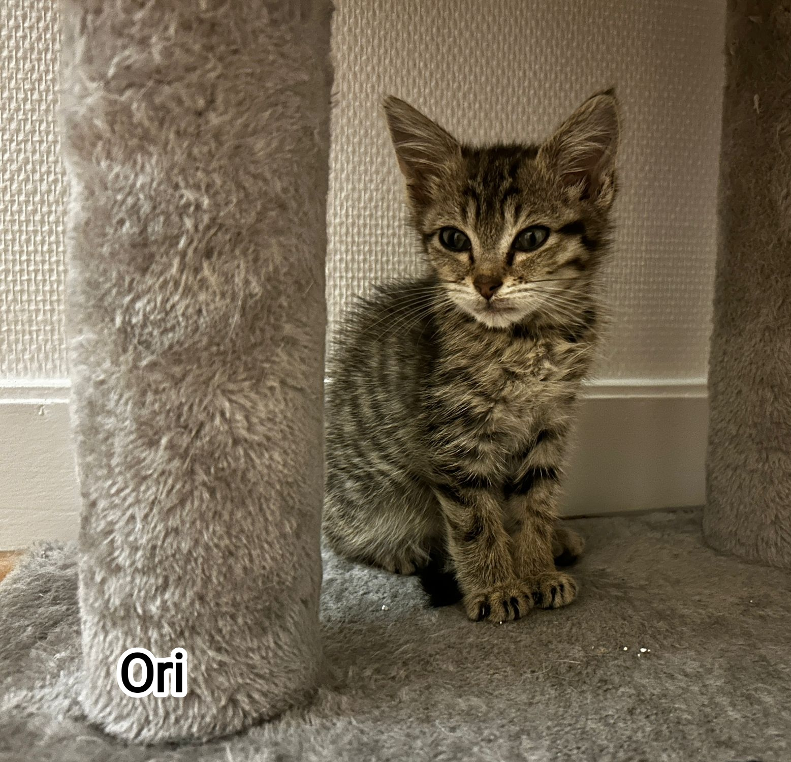 ORI