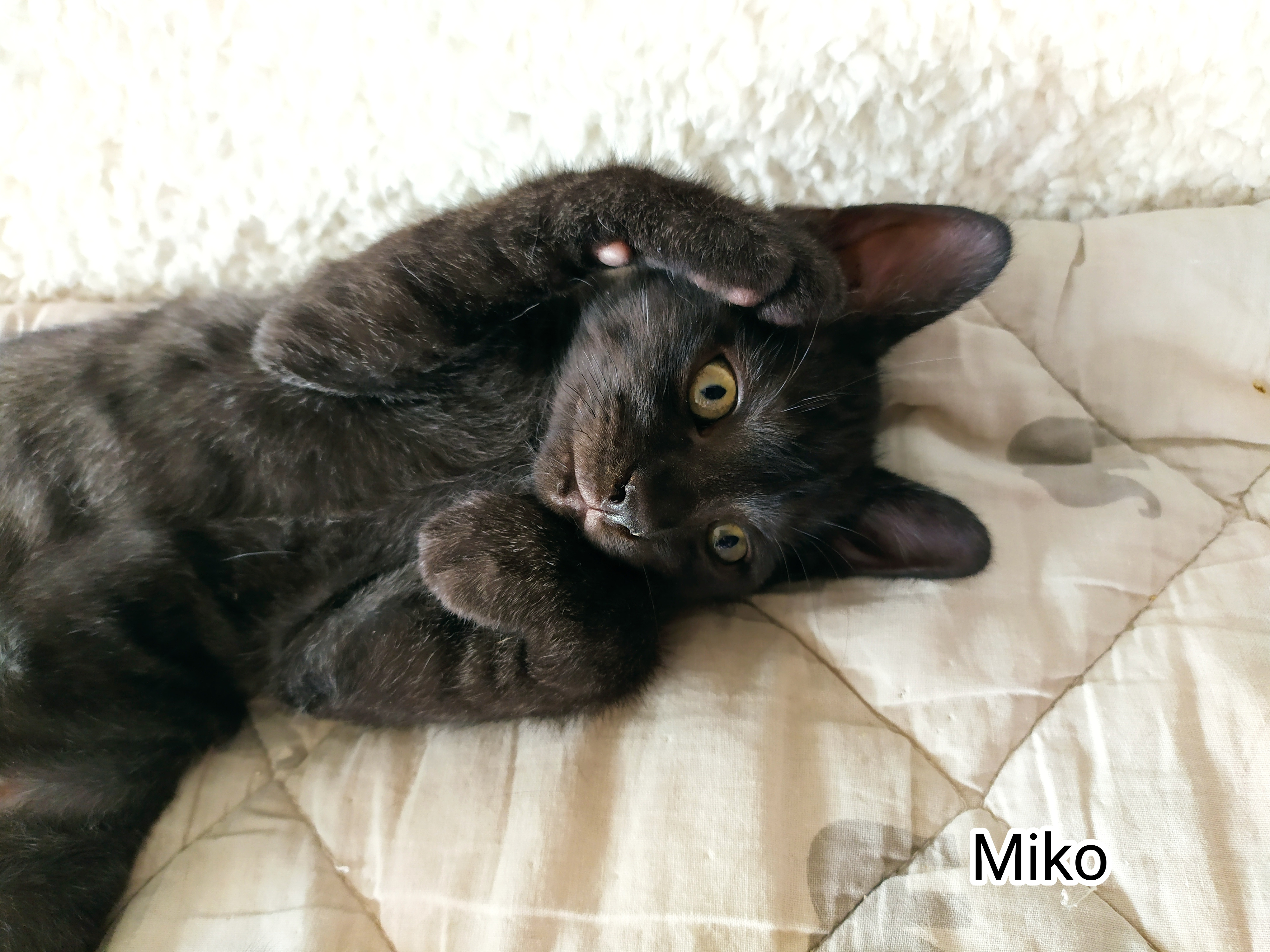 MIKO
