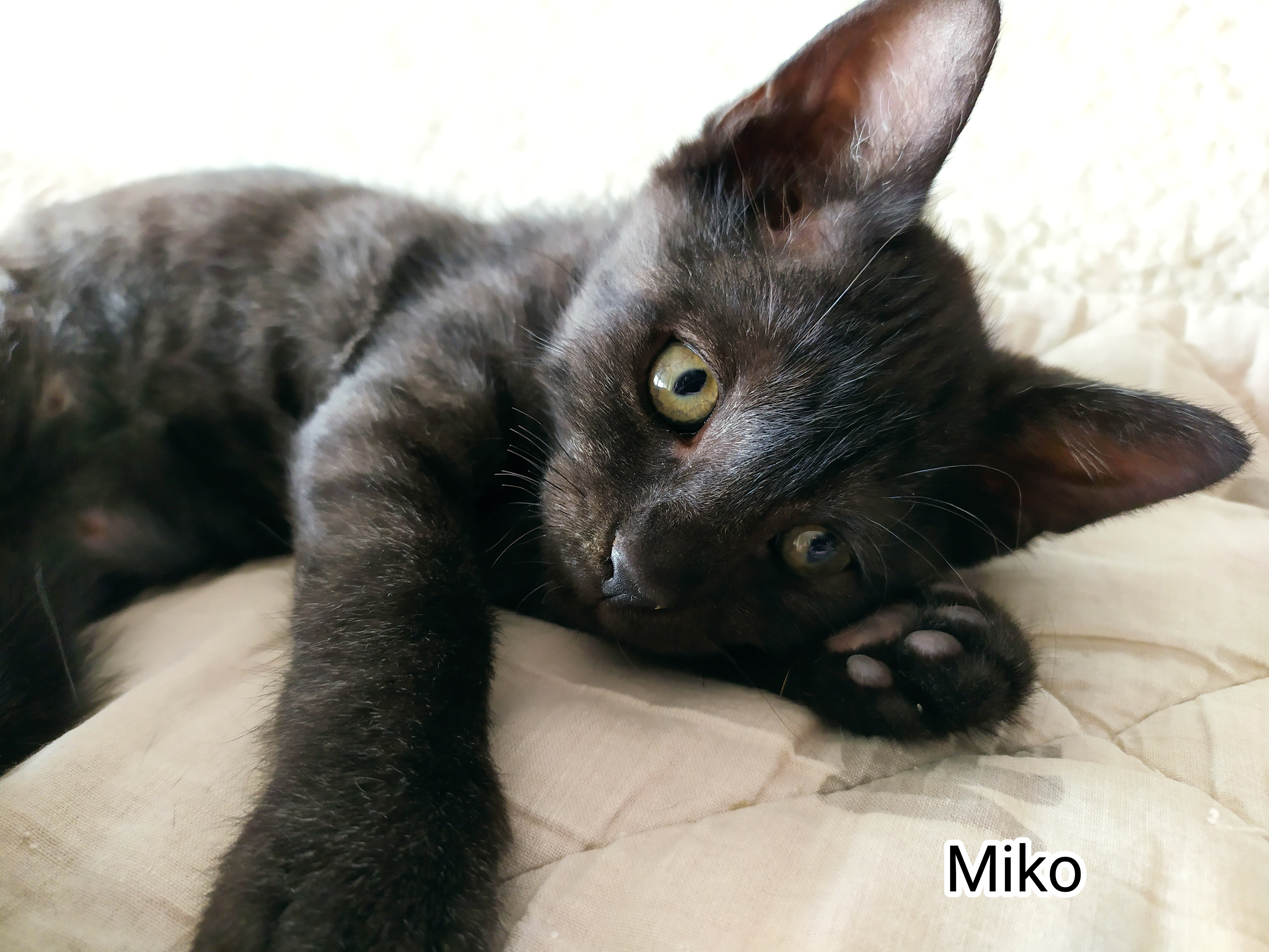 MIKO