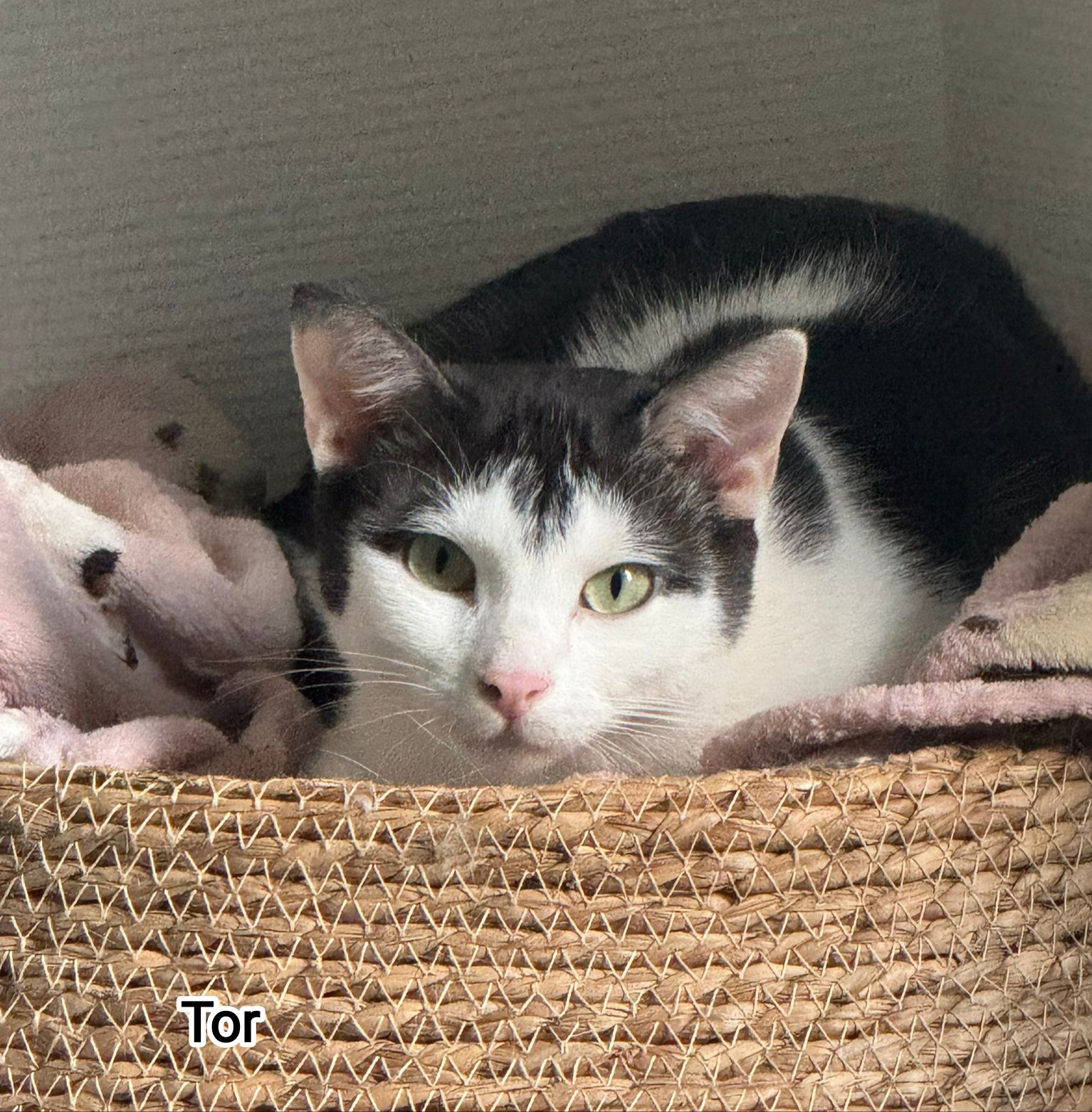 TOR