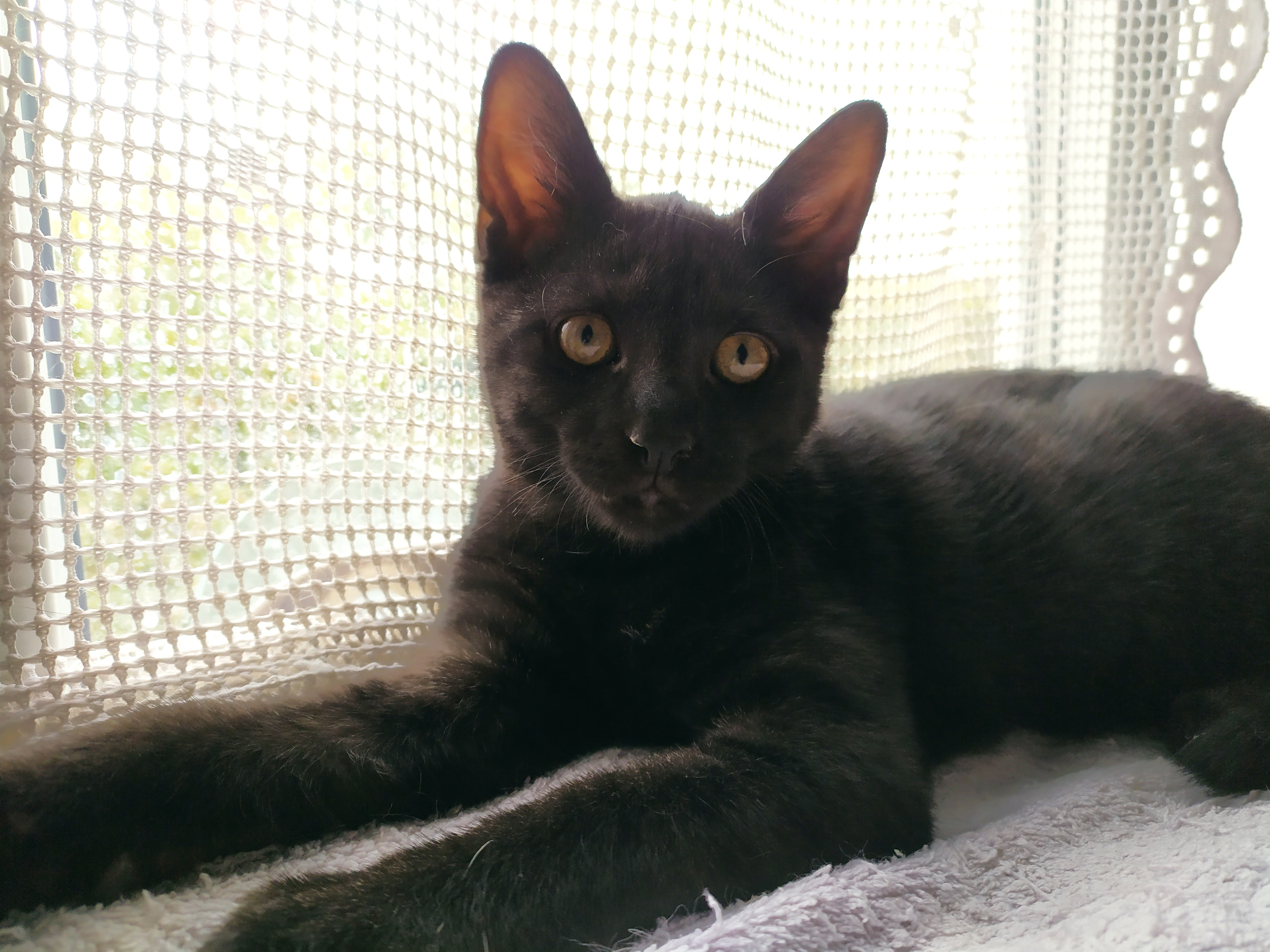 MIKO