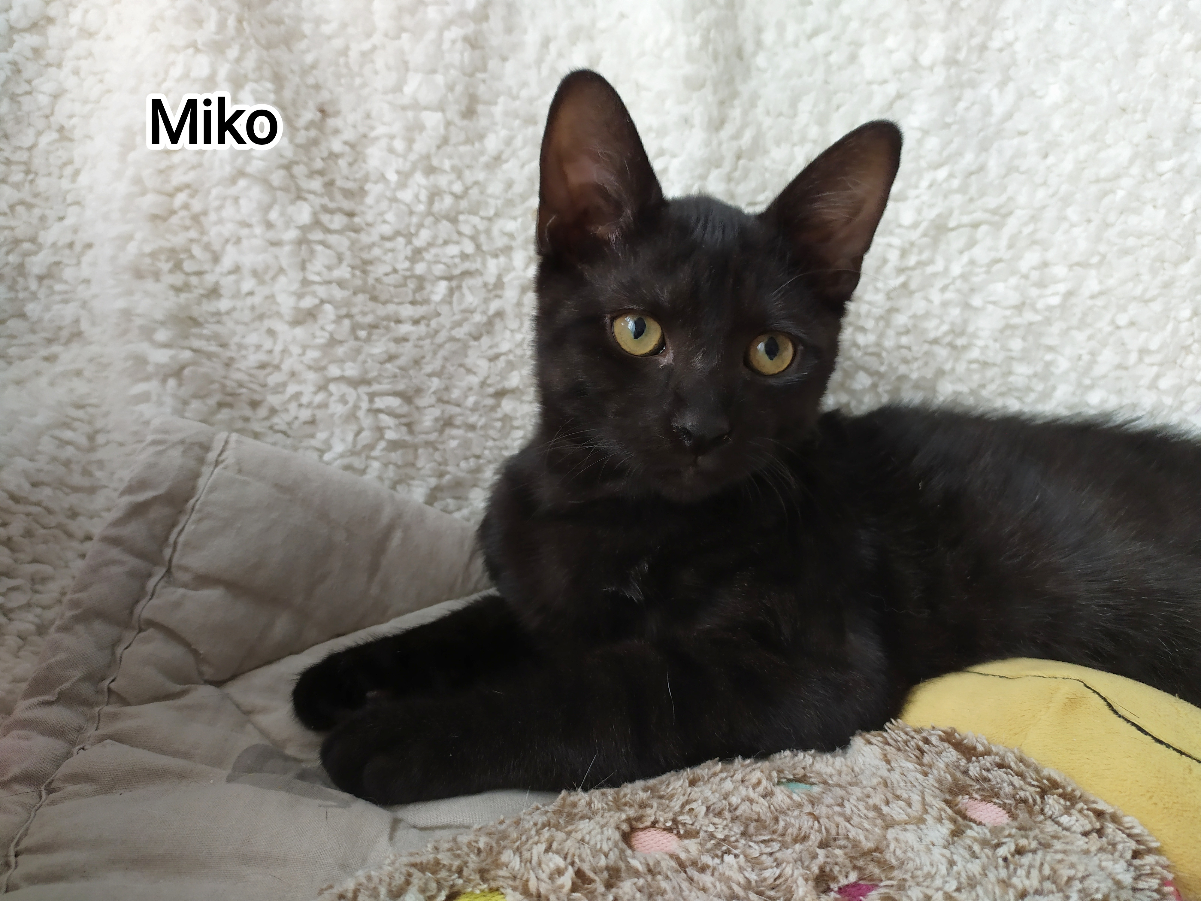 MIKO