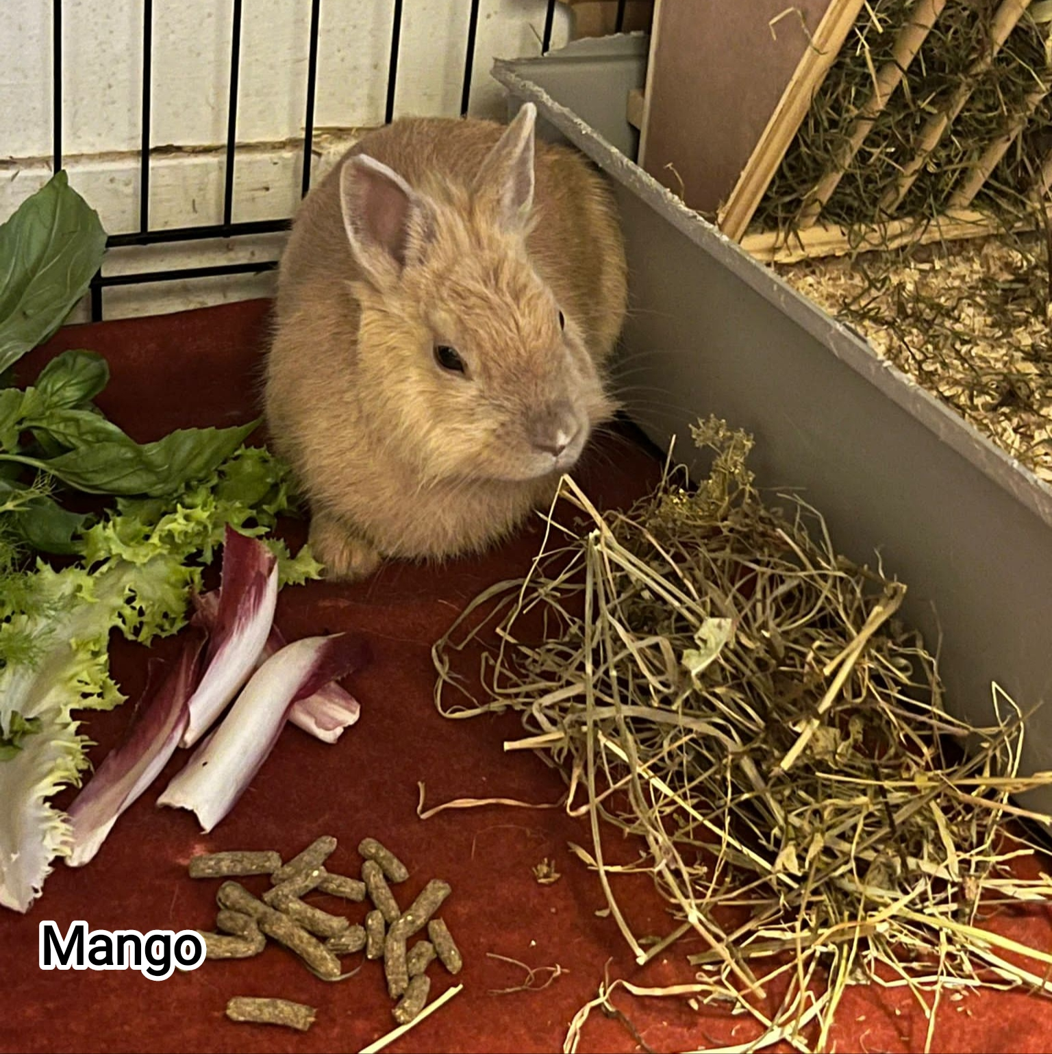 MANGO