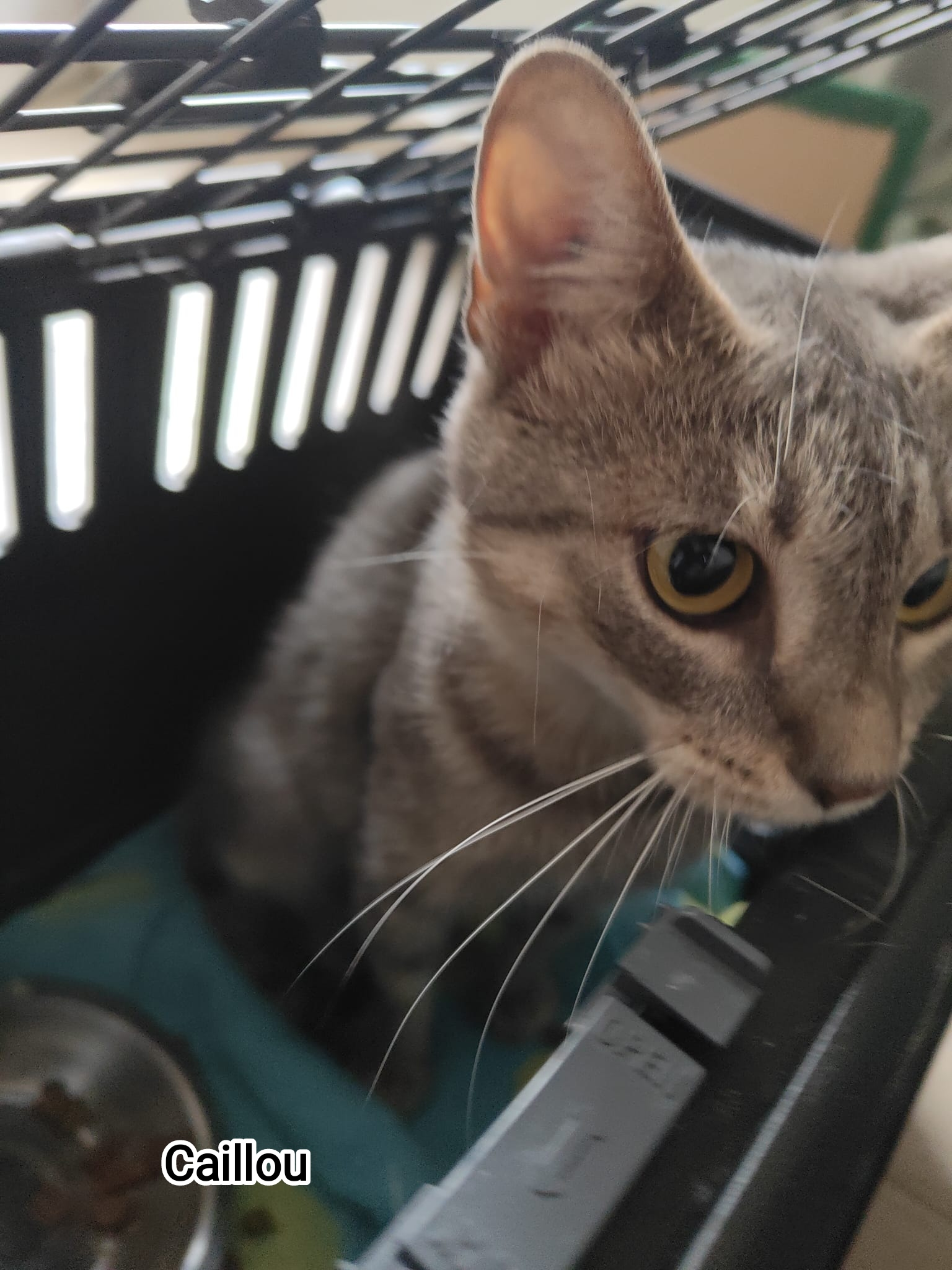 CAILLOU