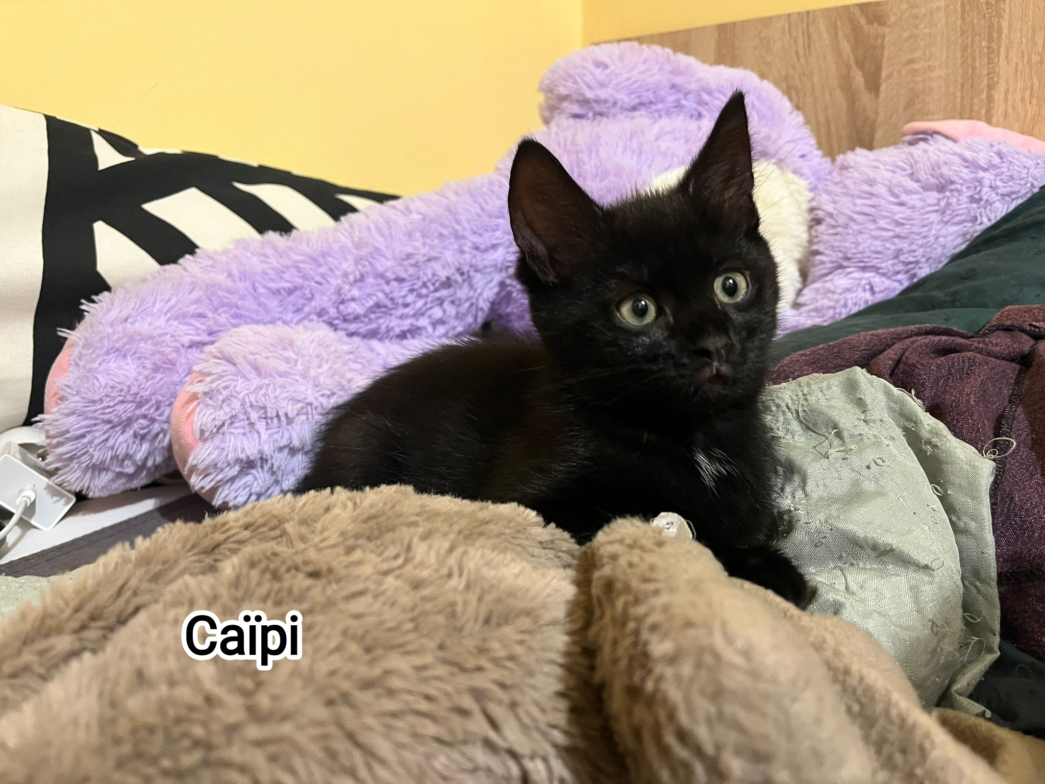 CAIPI