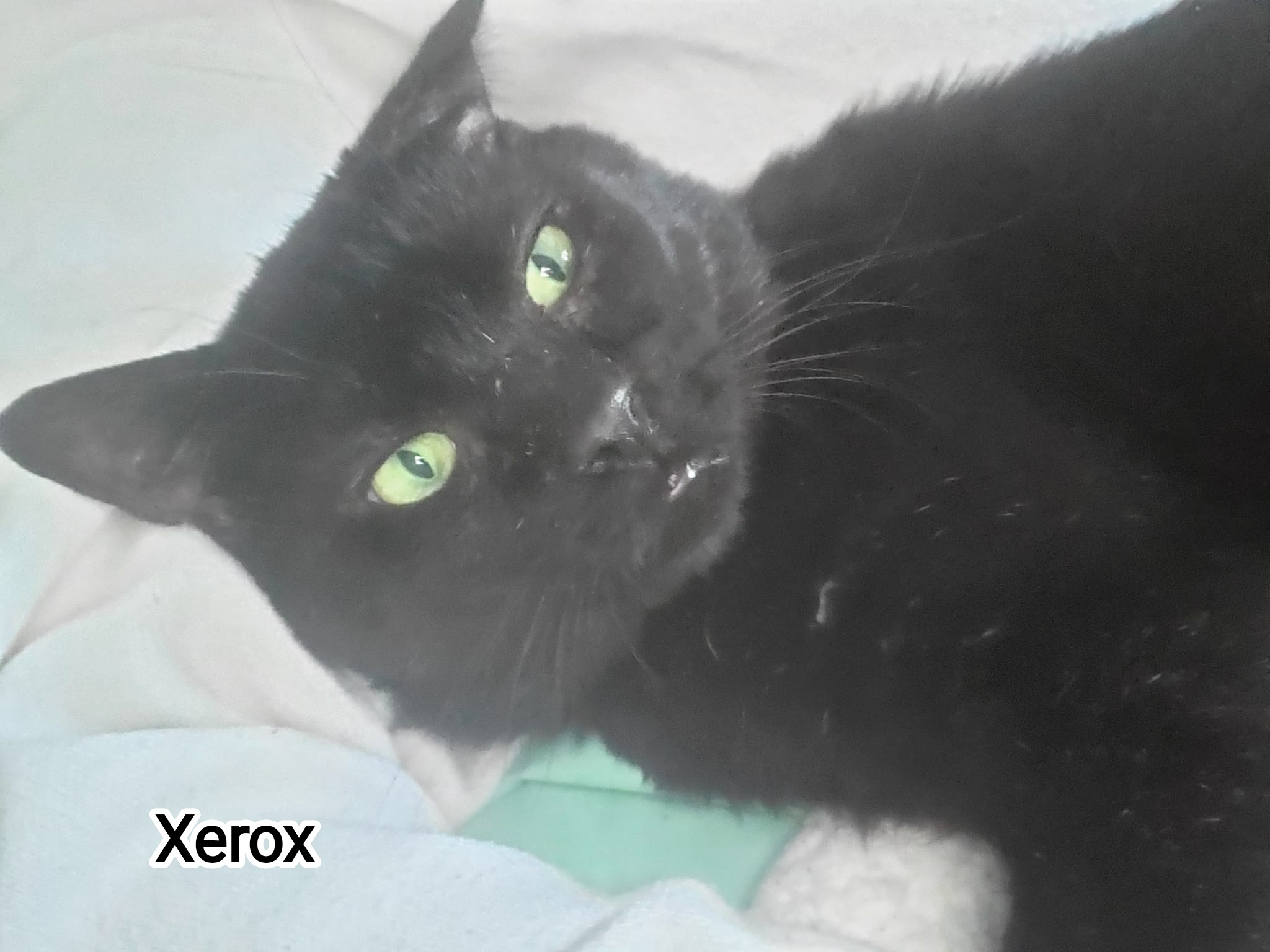 XEROX