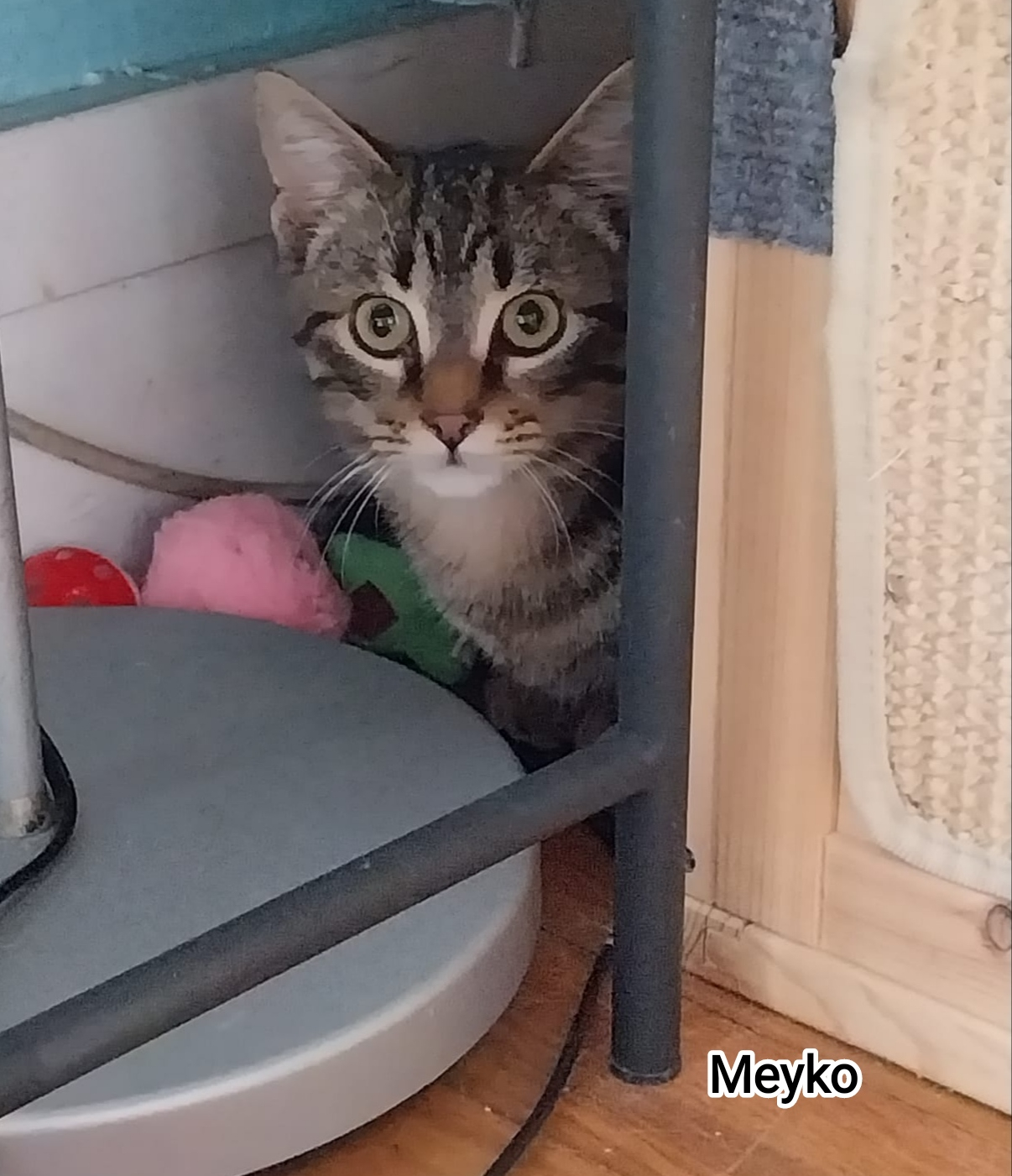 MEYKO