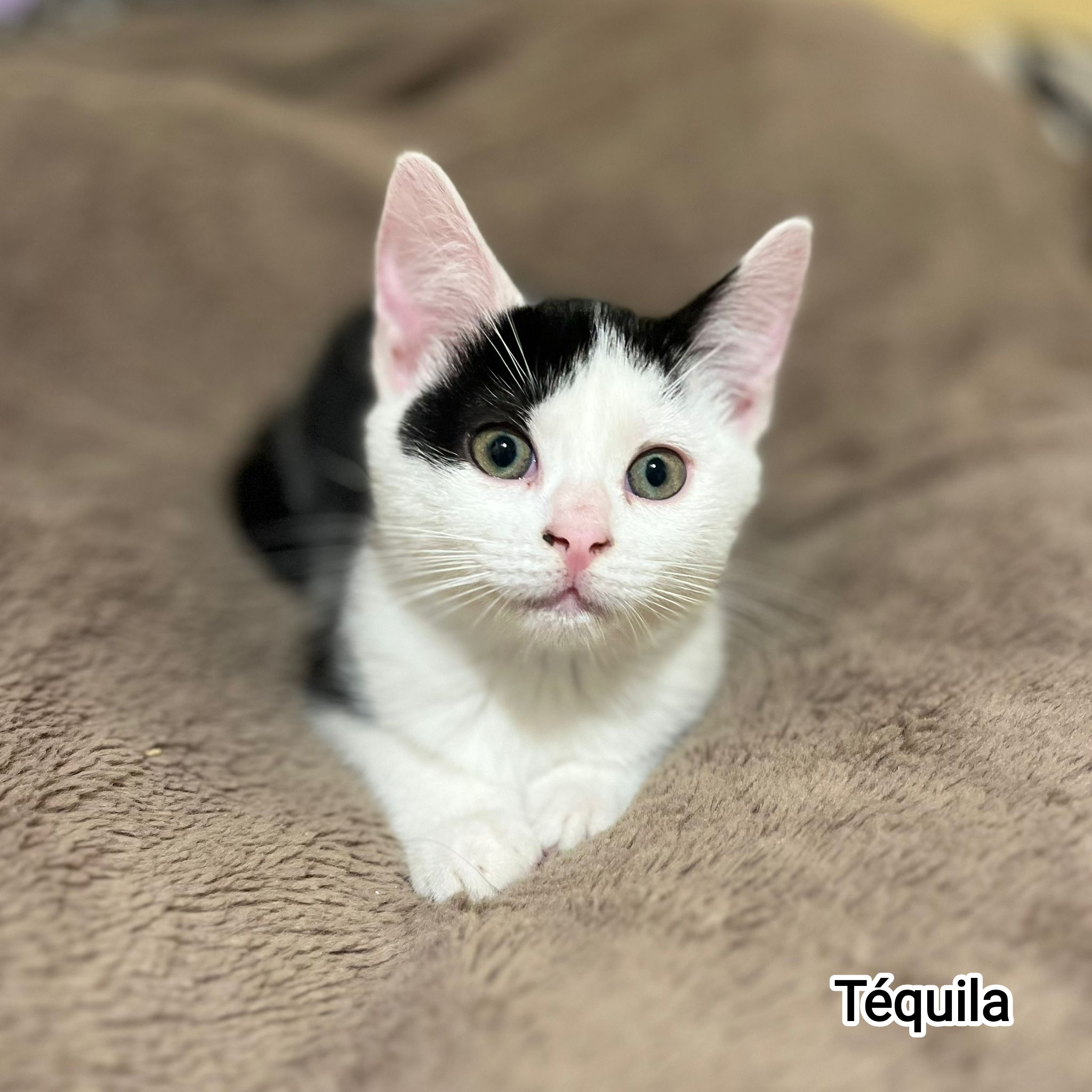 TEQUILA