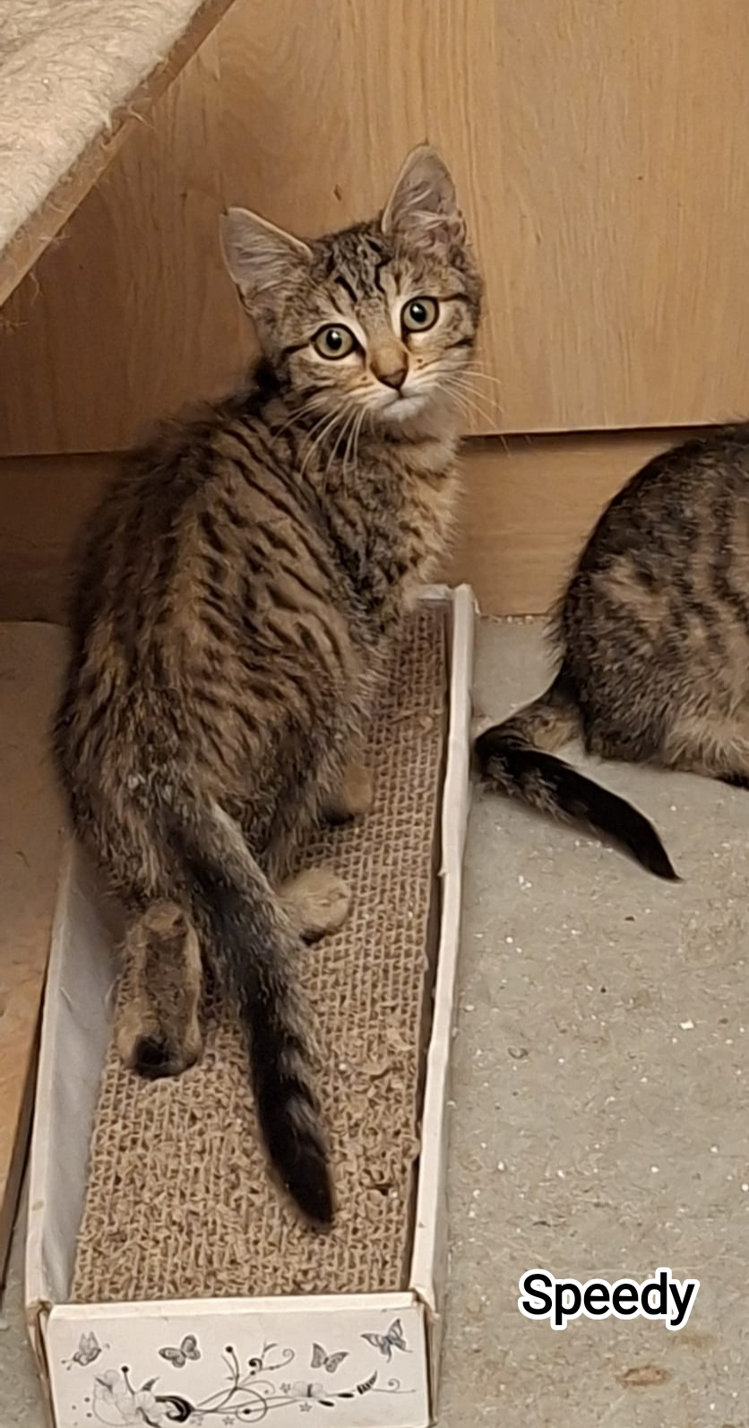 SPEEDY