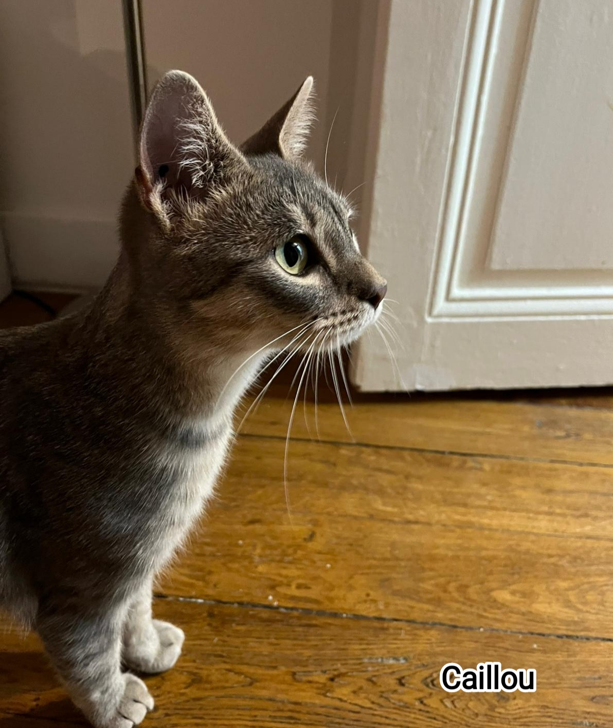 CAILLOU
