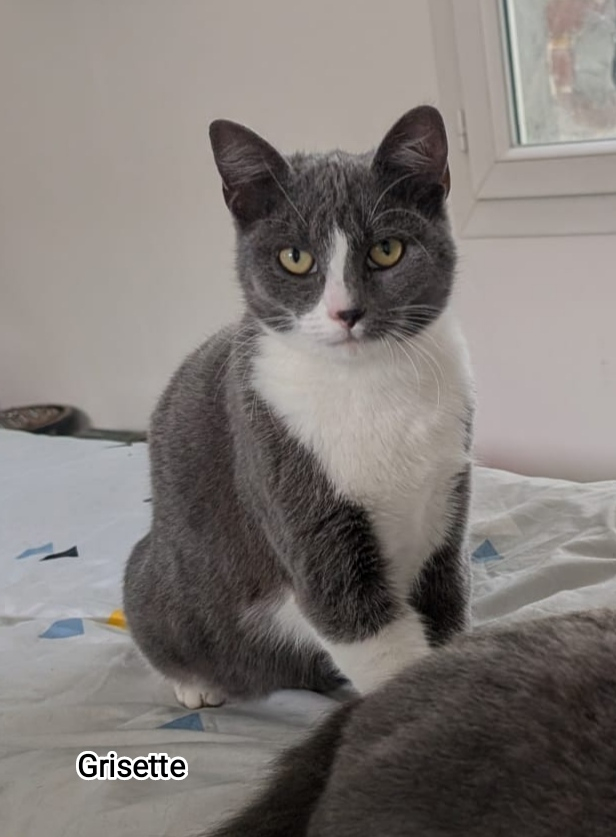 GRISETTE
