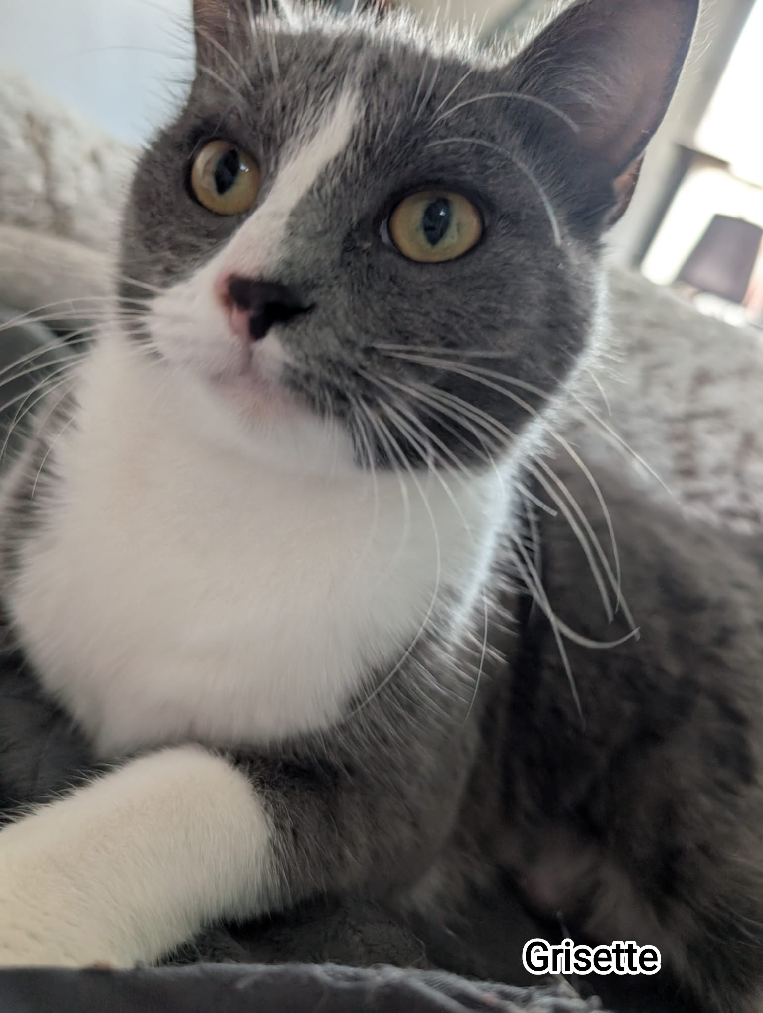 GRISETTE