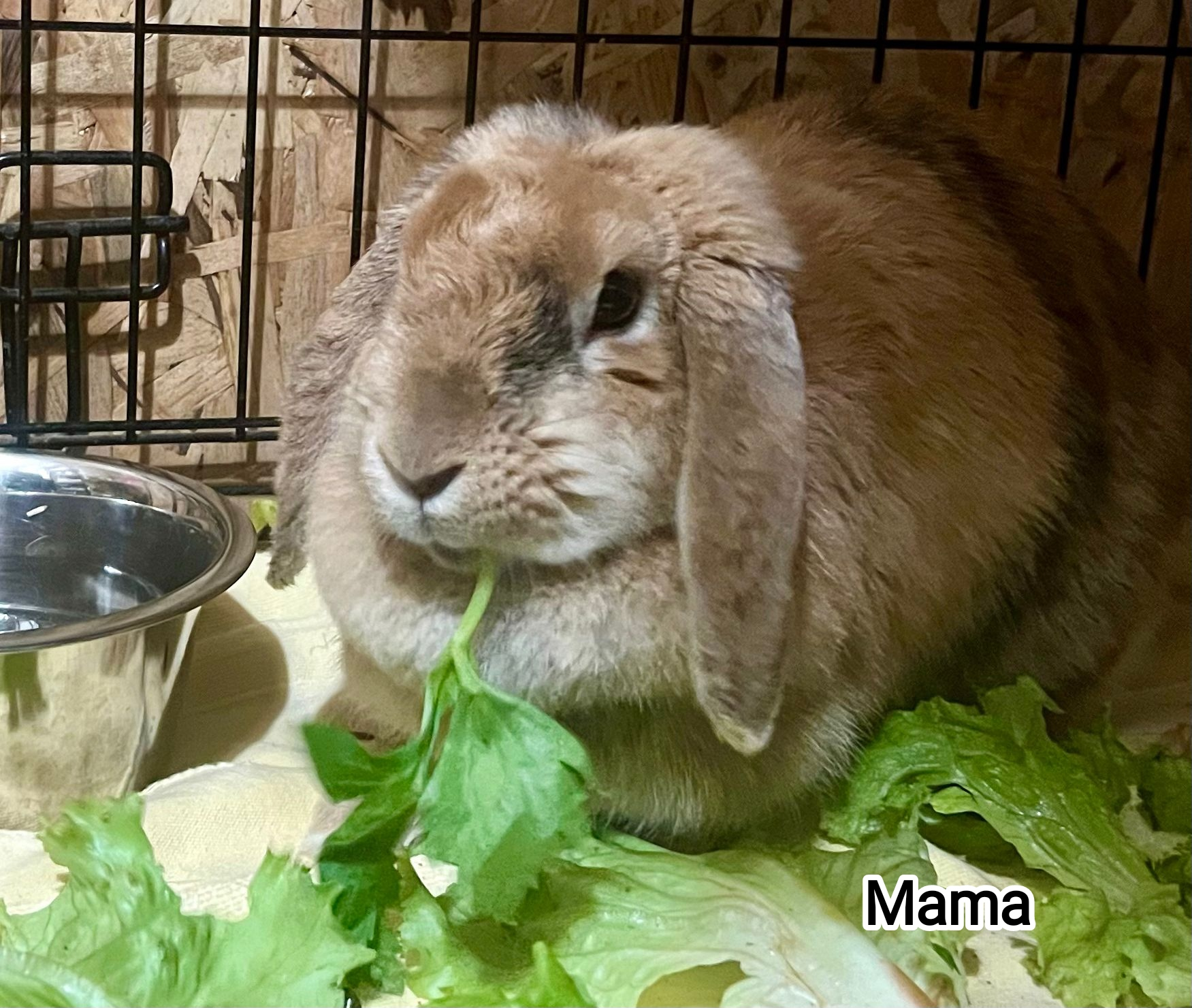 MAMA