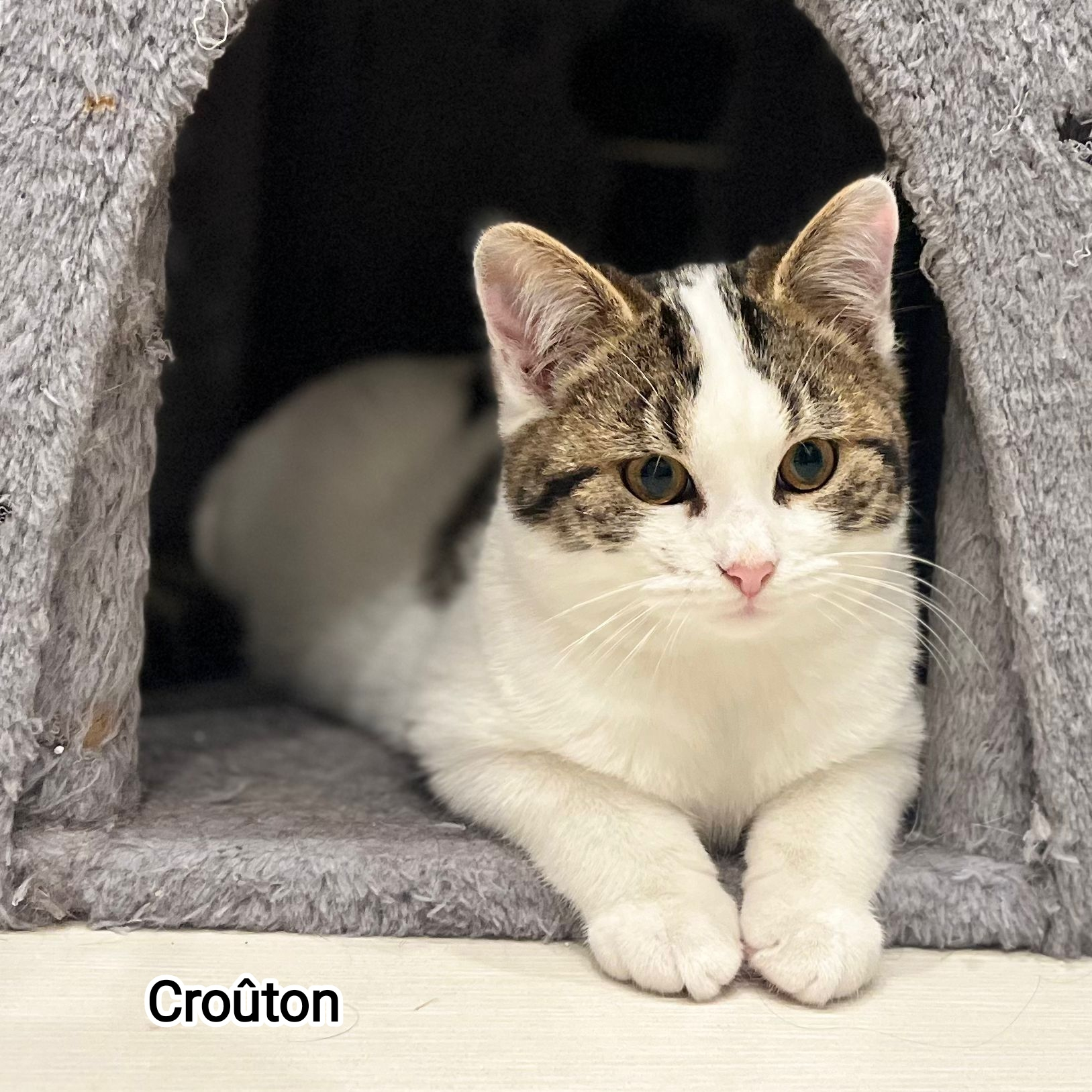 CROUTON