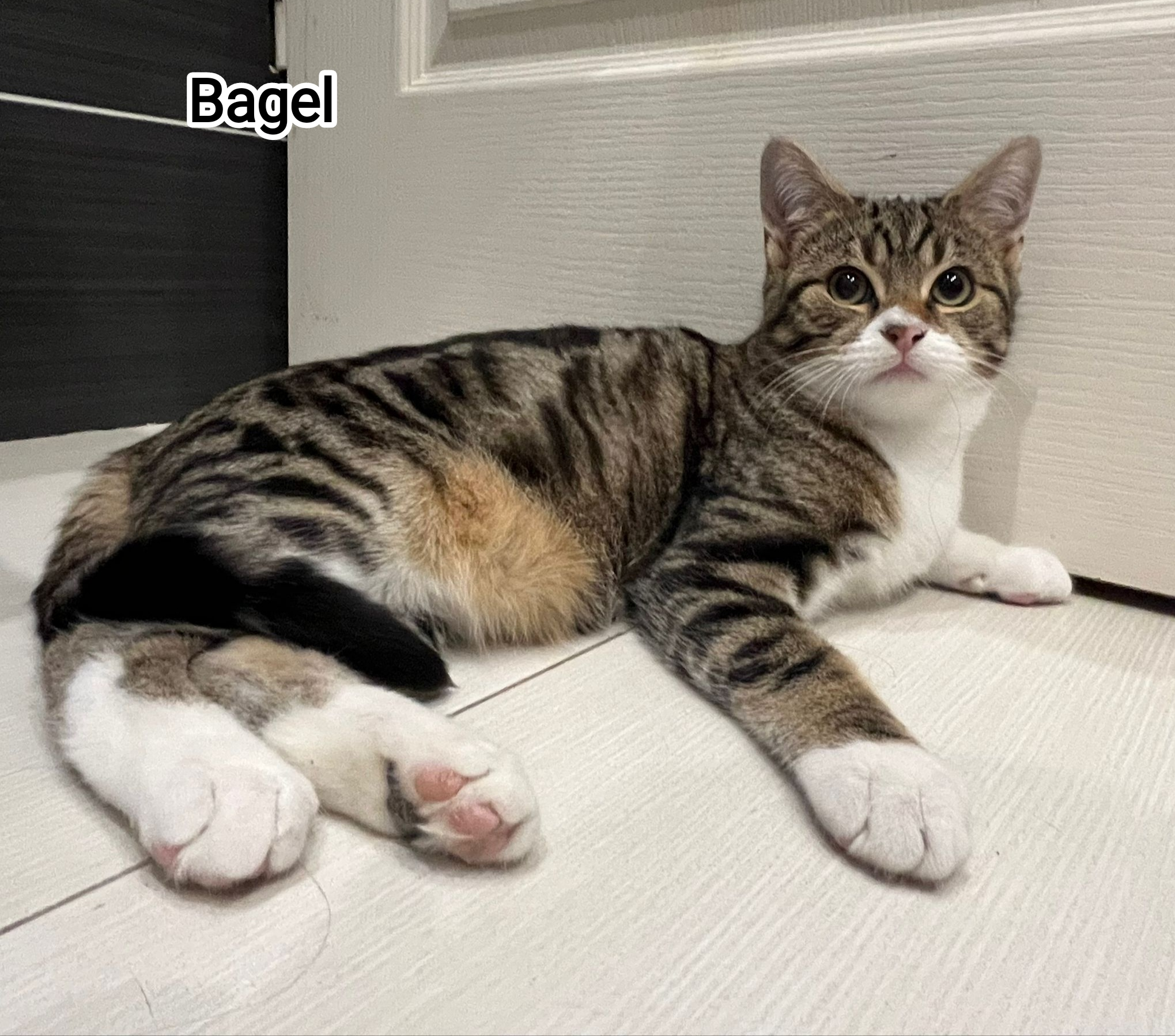 BAGEL