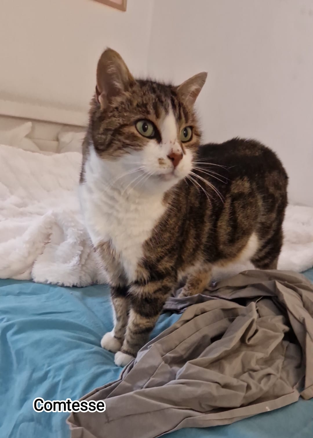 COMTESSE