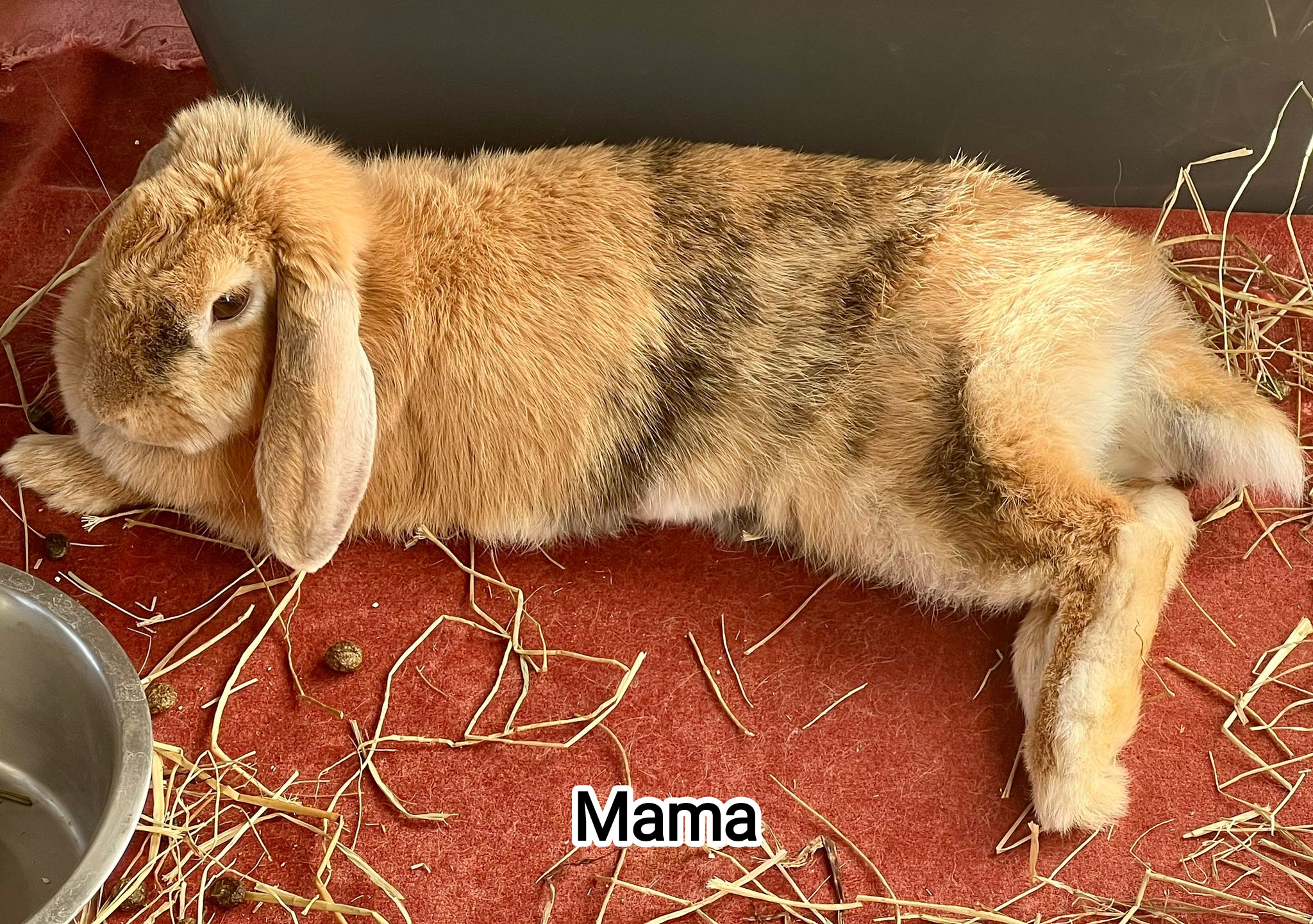MAMA