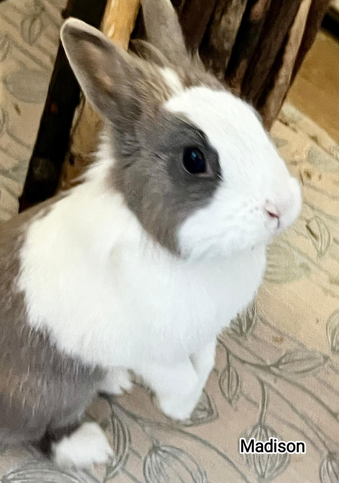 MADISON