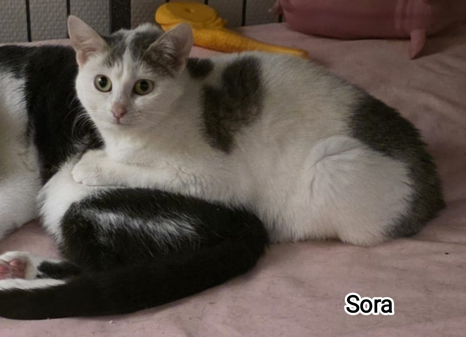SORA