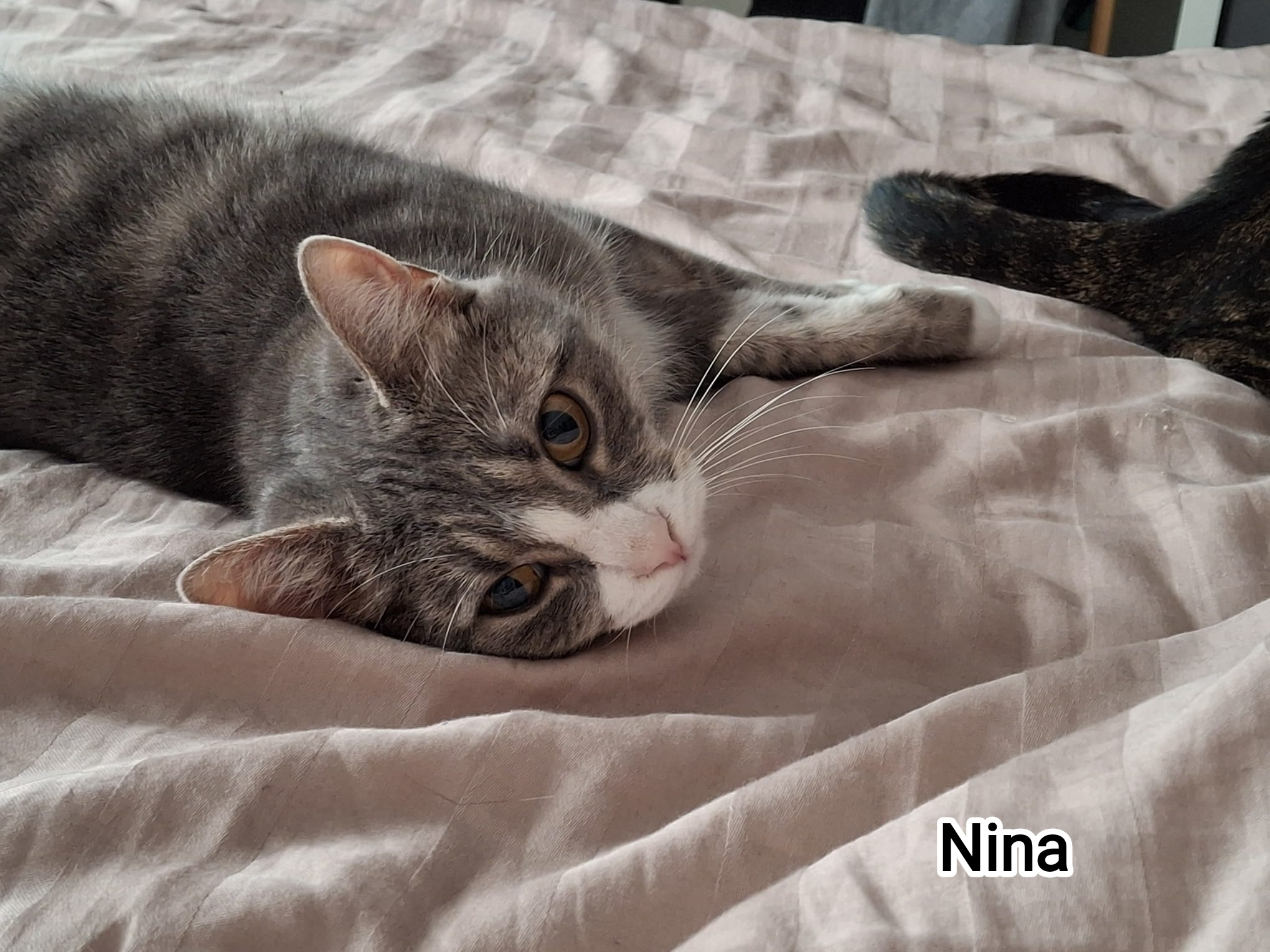 NINA