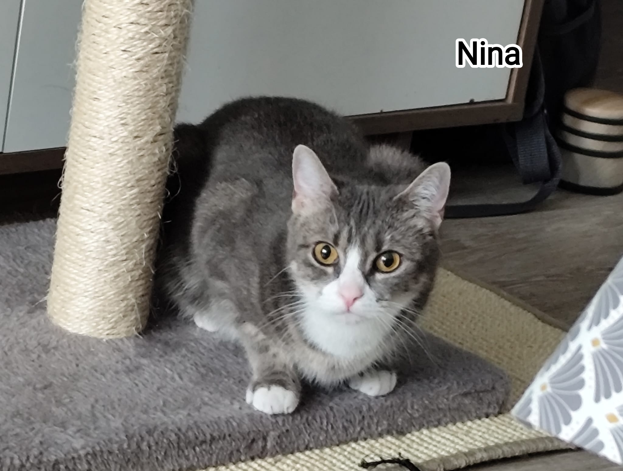 NINA