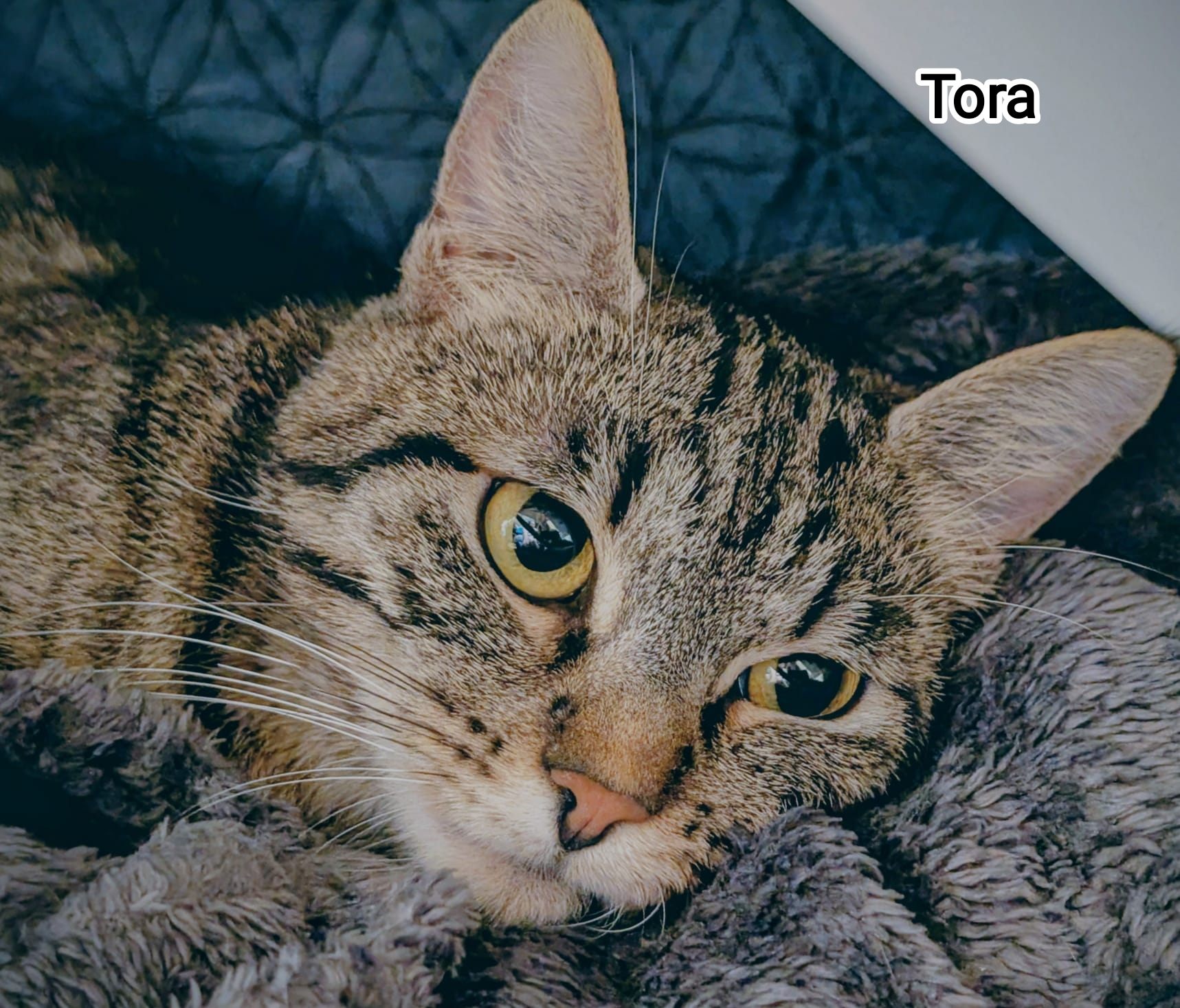 TORA