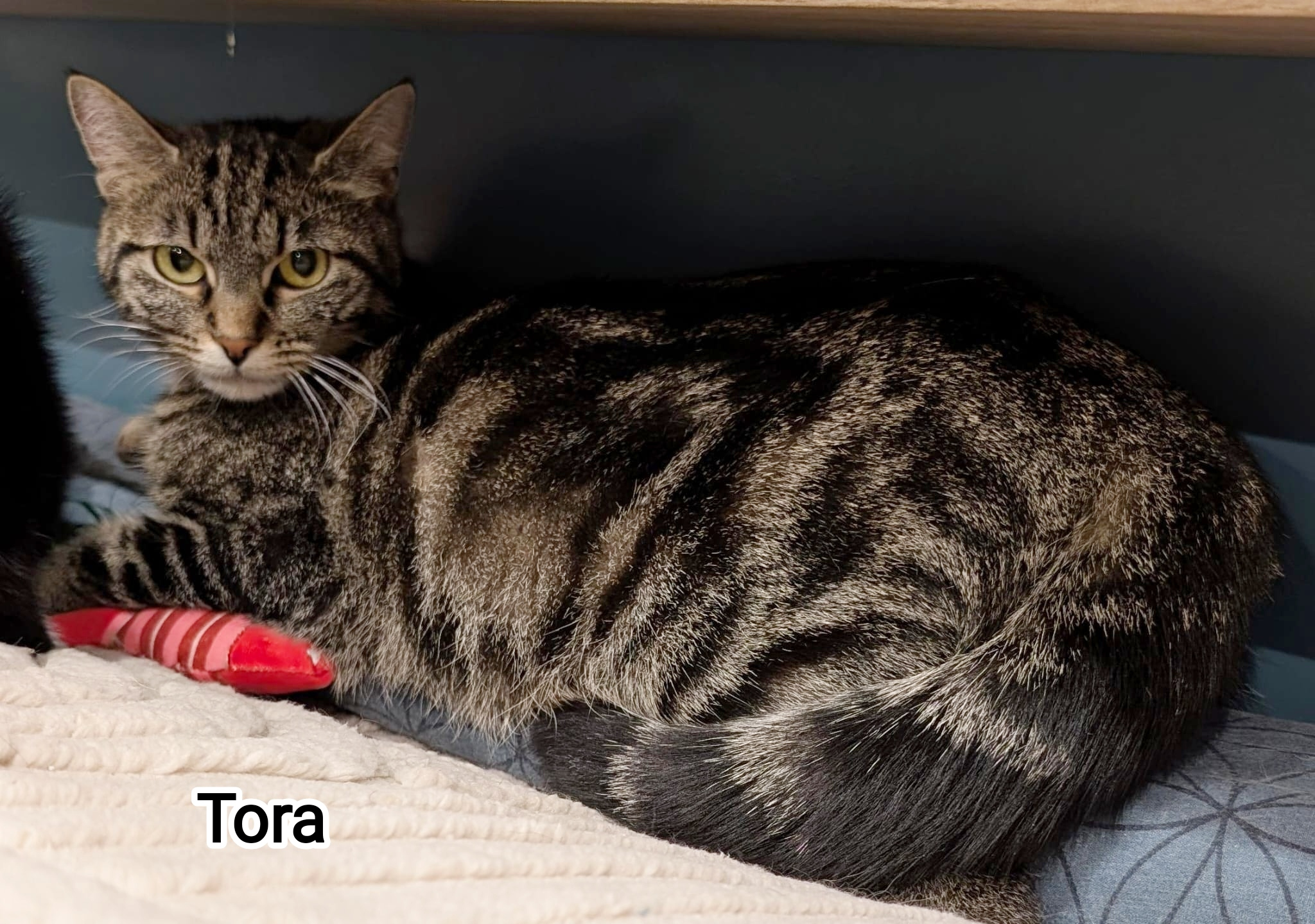 TORA