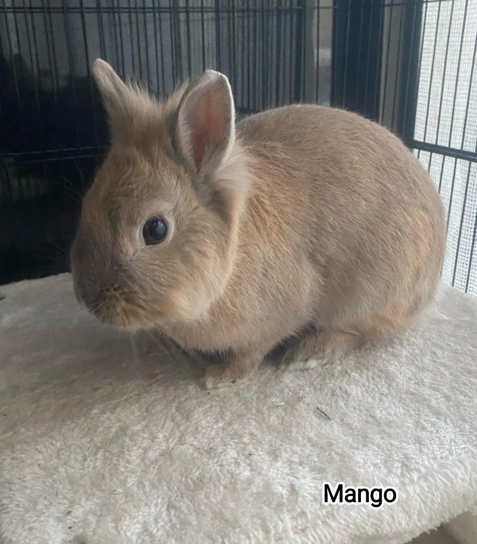 MANGO