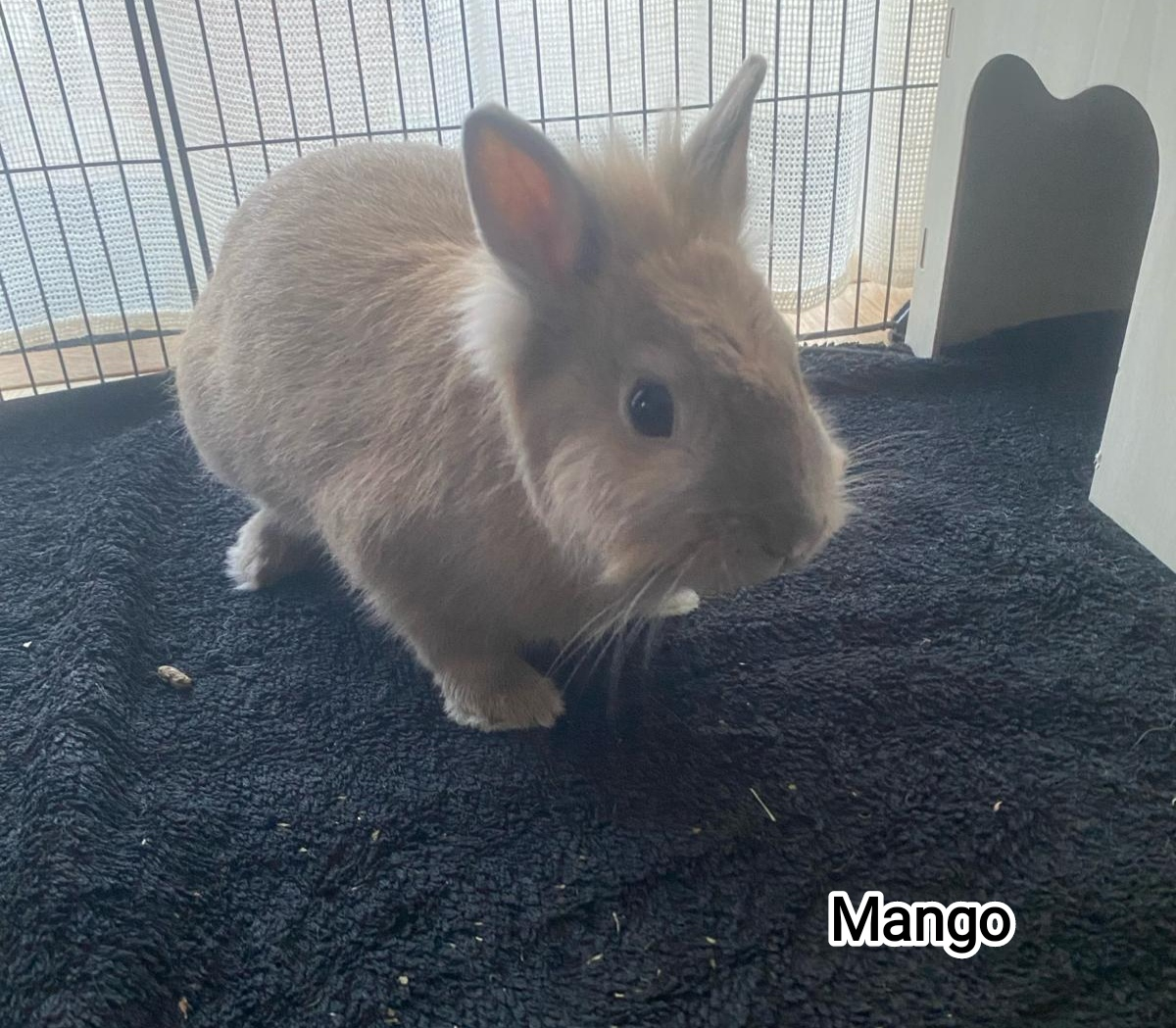 MANGO