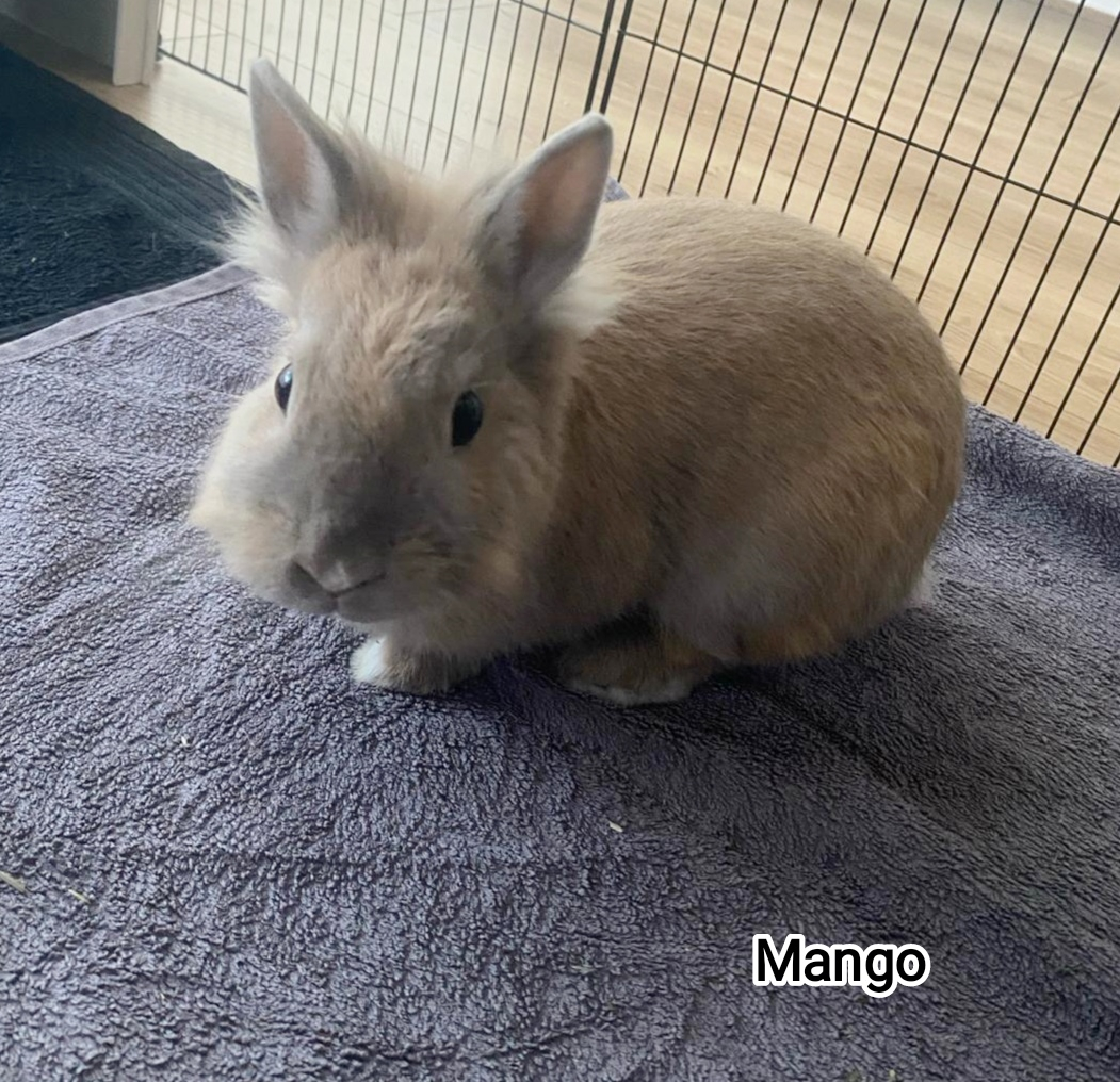 MANGO