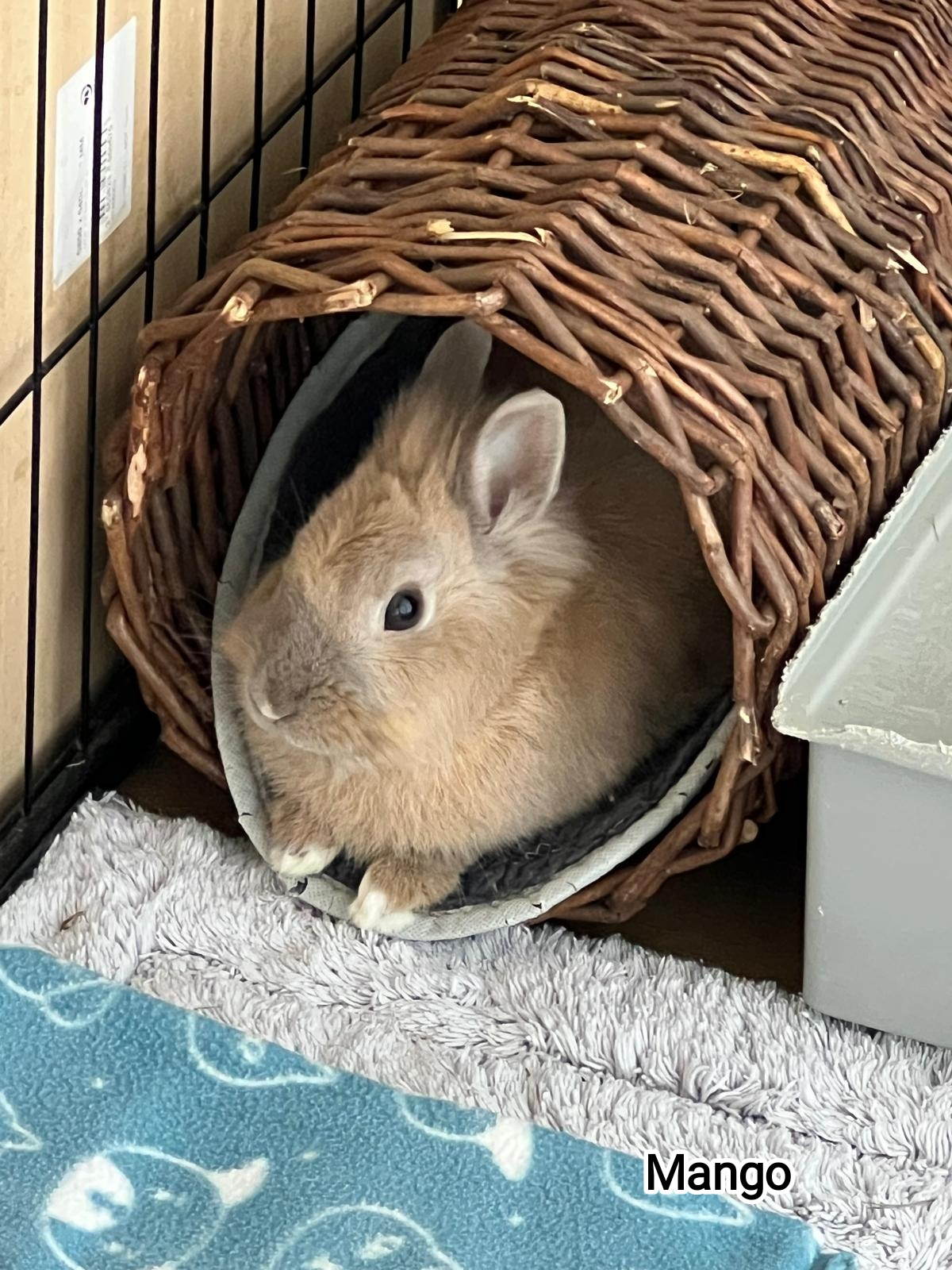 MANGO
