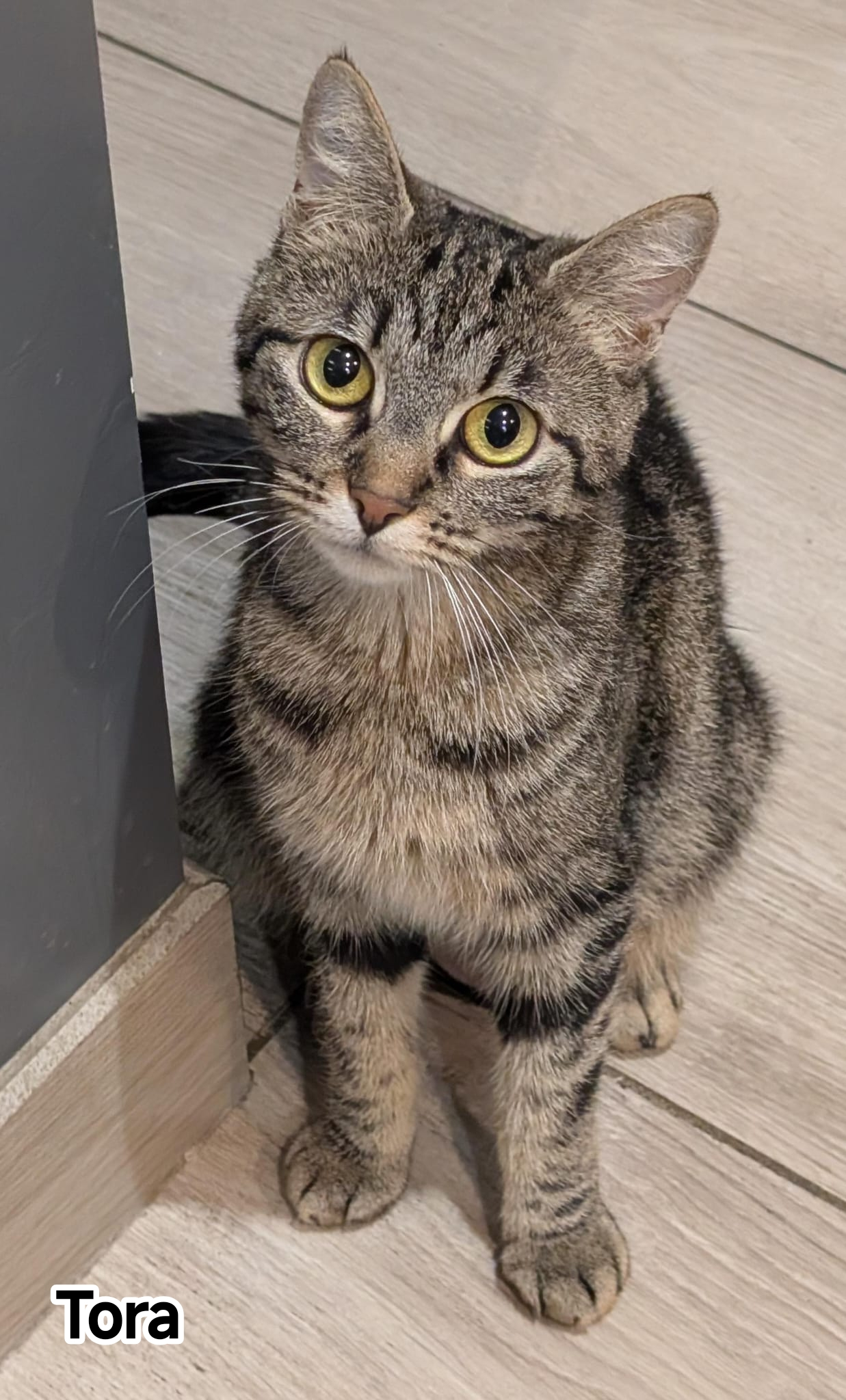 TORA